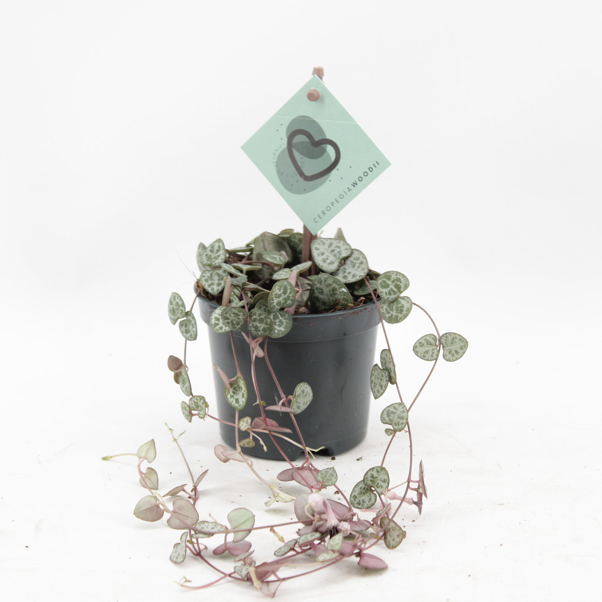 Ceropegia Woodii, D 8,5