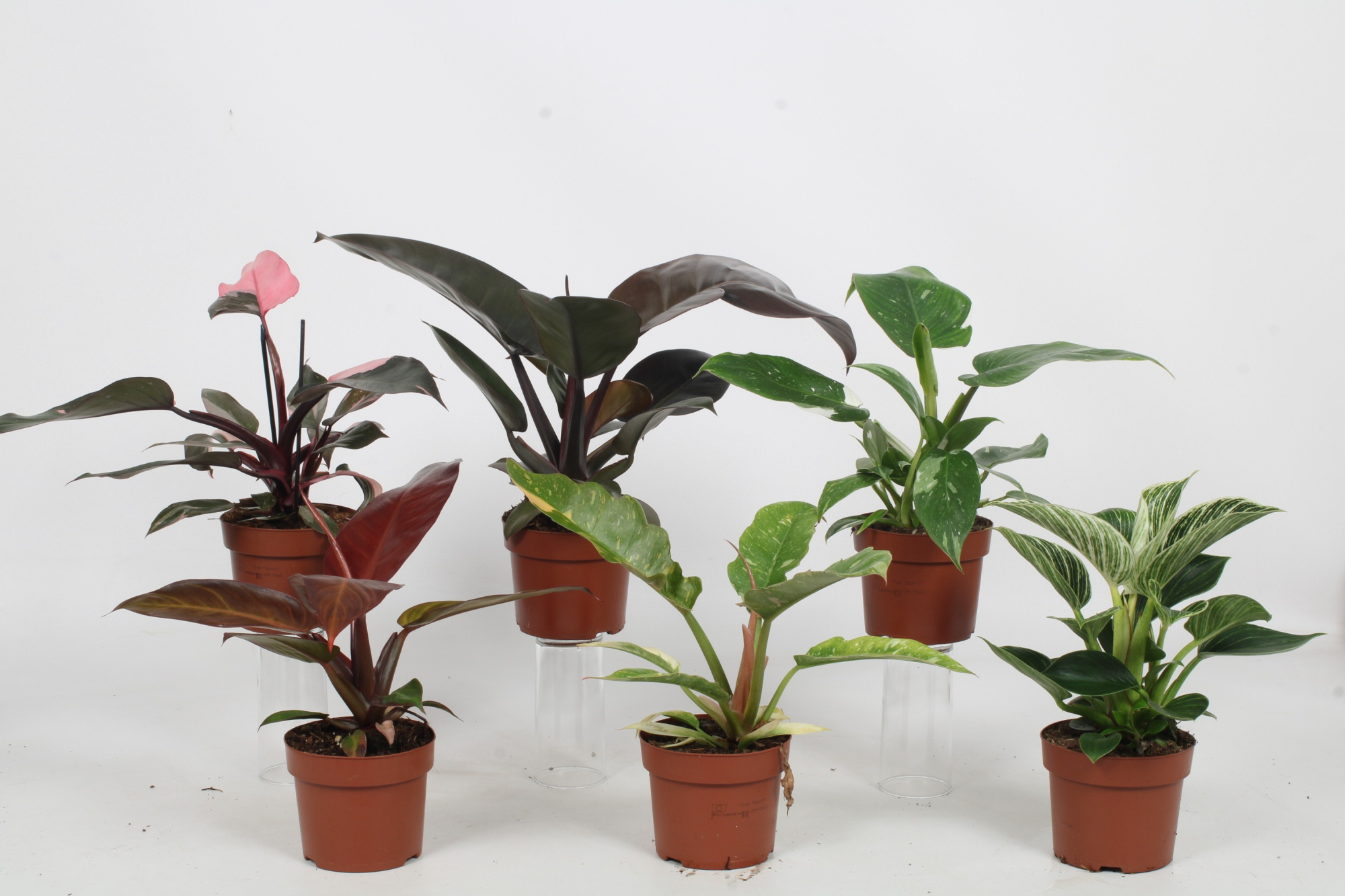 Philodendron mix - 6 Soorten, D 12