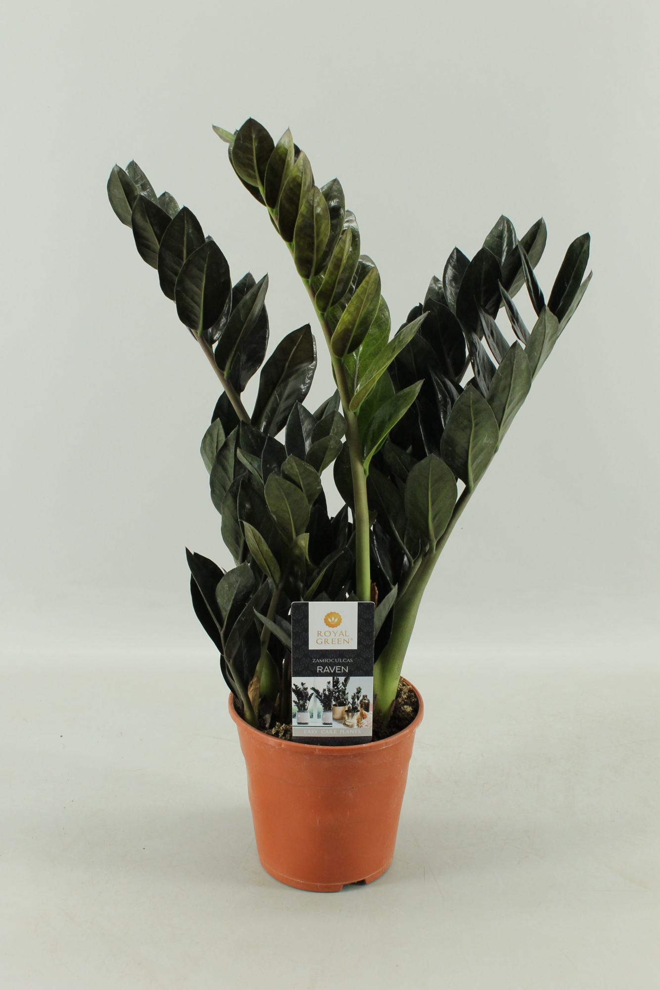 Zamioculcas Raven 14cm, D 14 cm