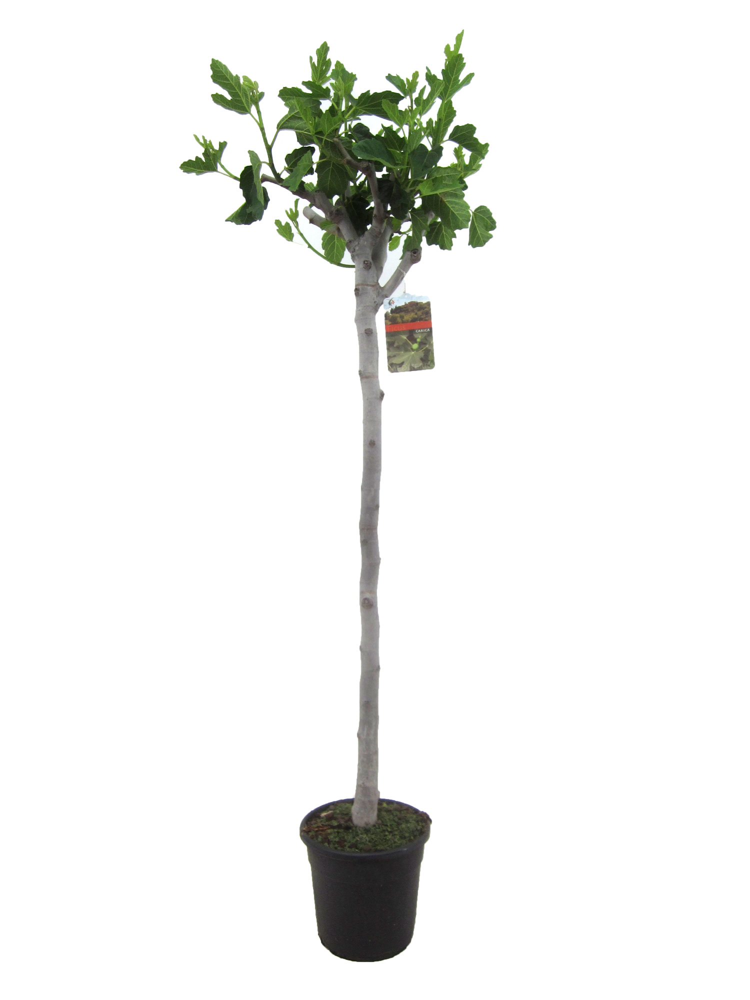 Ficus carica, D 27 cm
