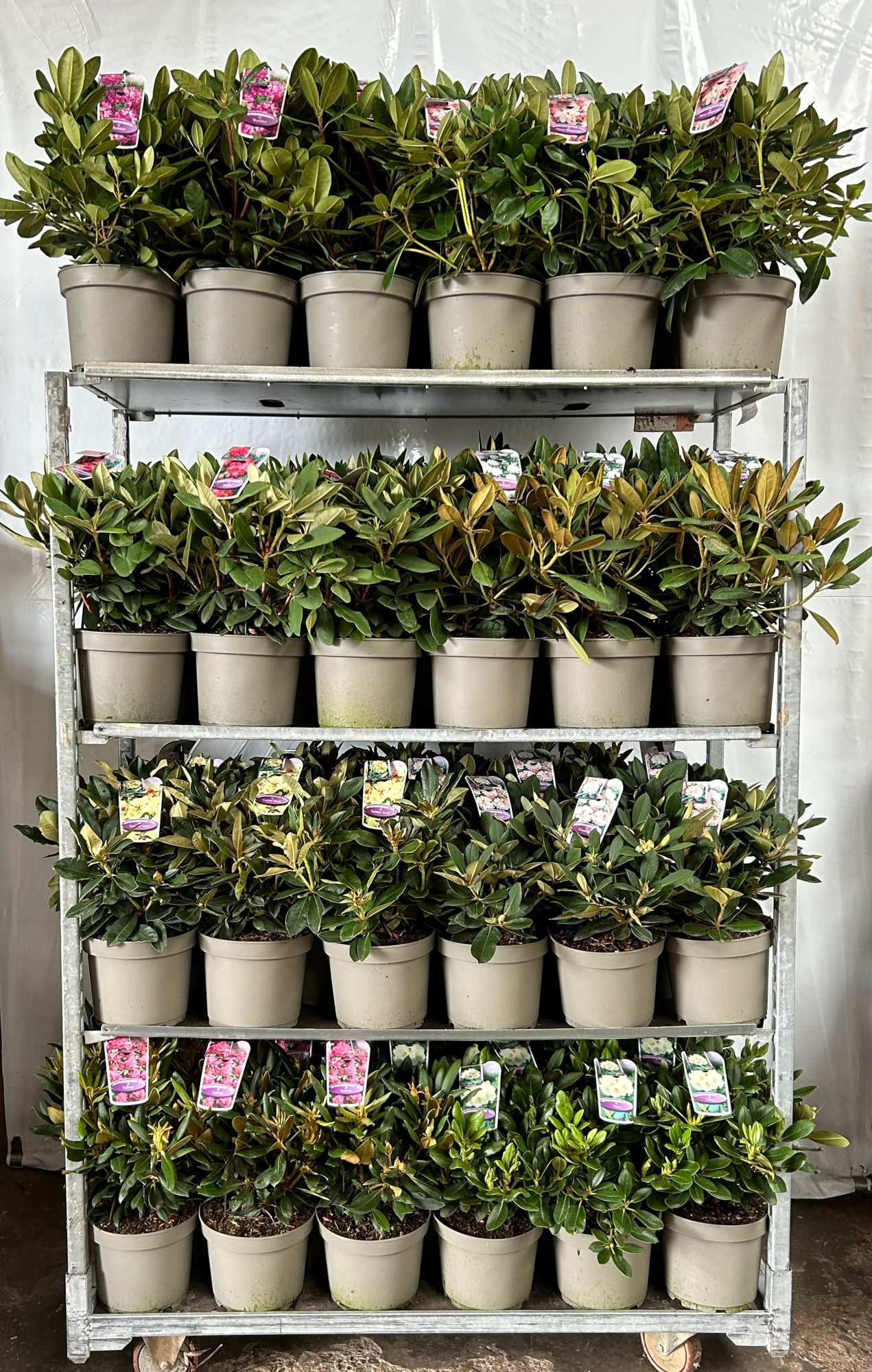 Rhododendron yakushimanum, D 23