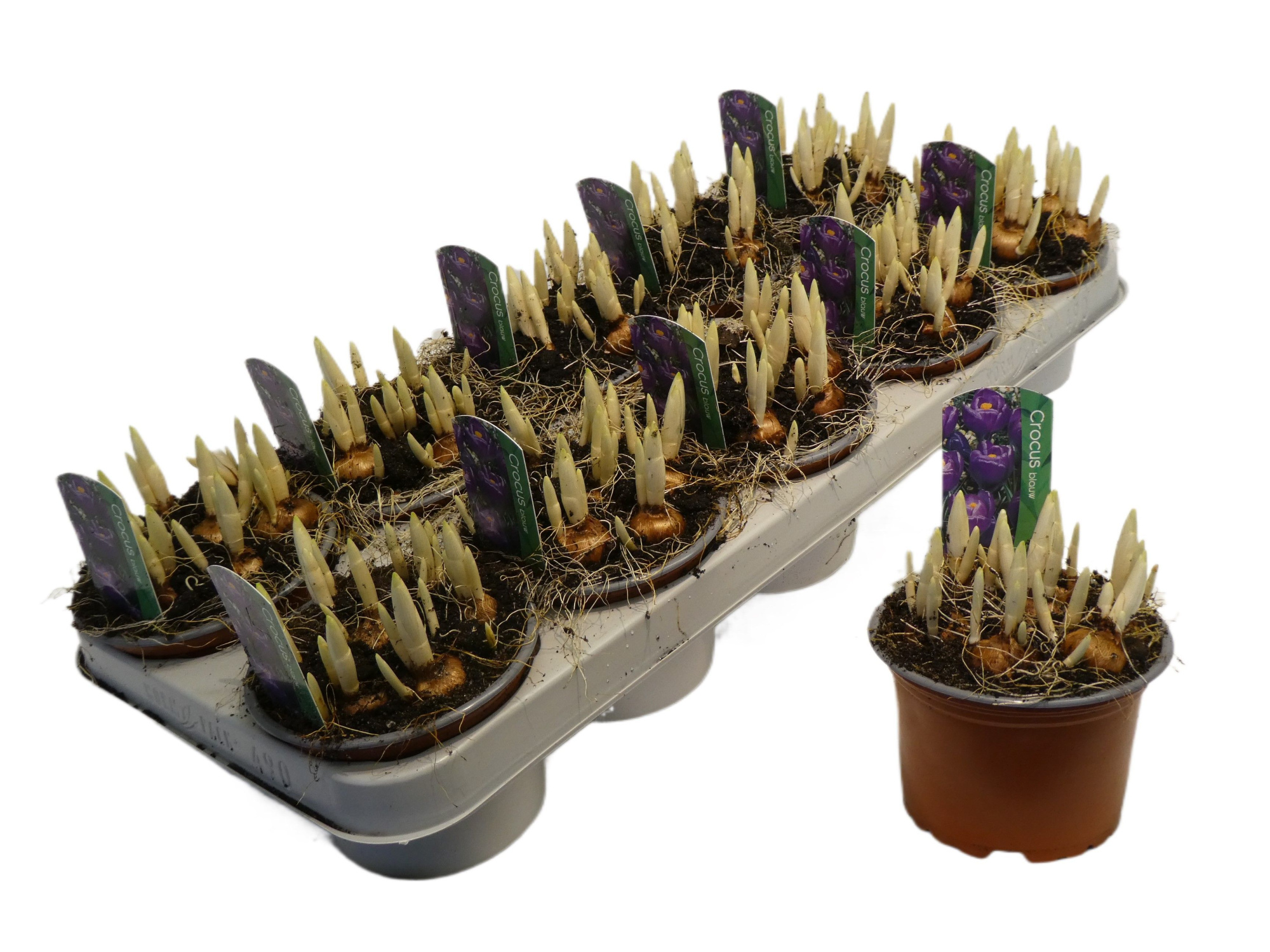 Crocus vernus 'Flower Record', D 12