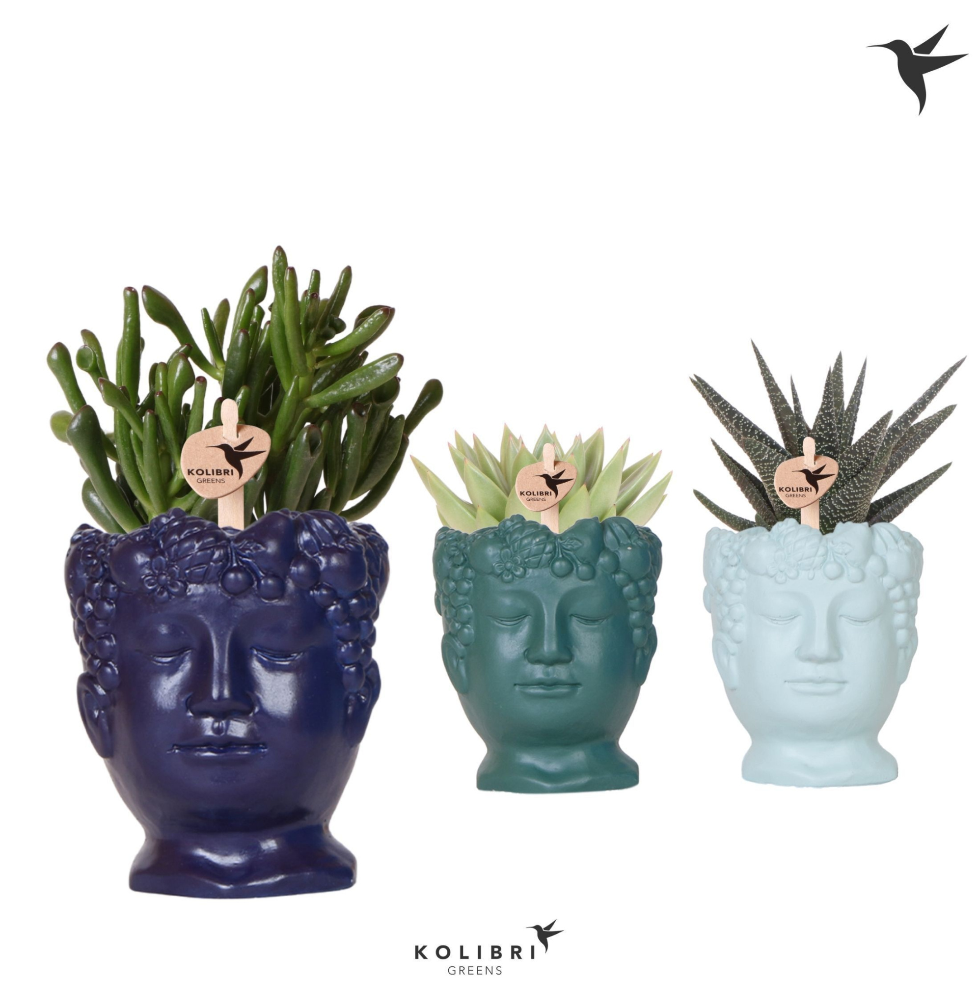 Kolibri Greens Succulenten mix in Fruity Head pot blue mix, D 9 cm