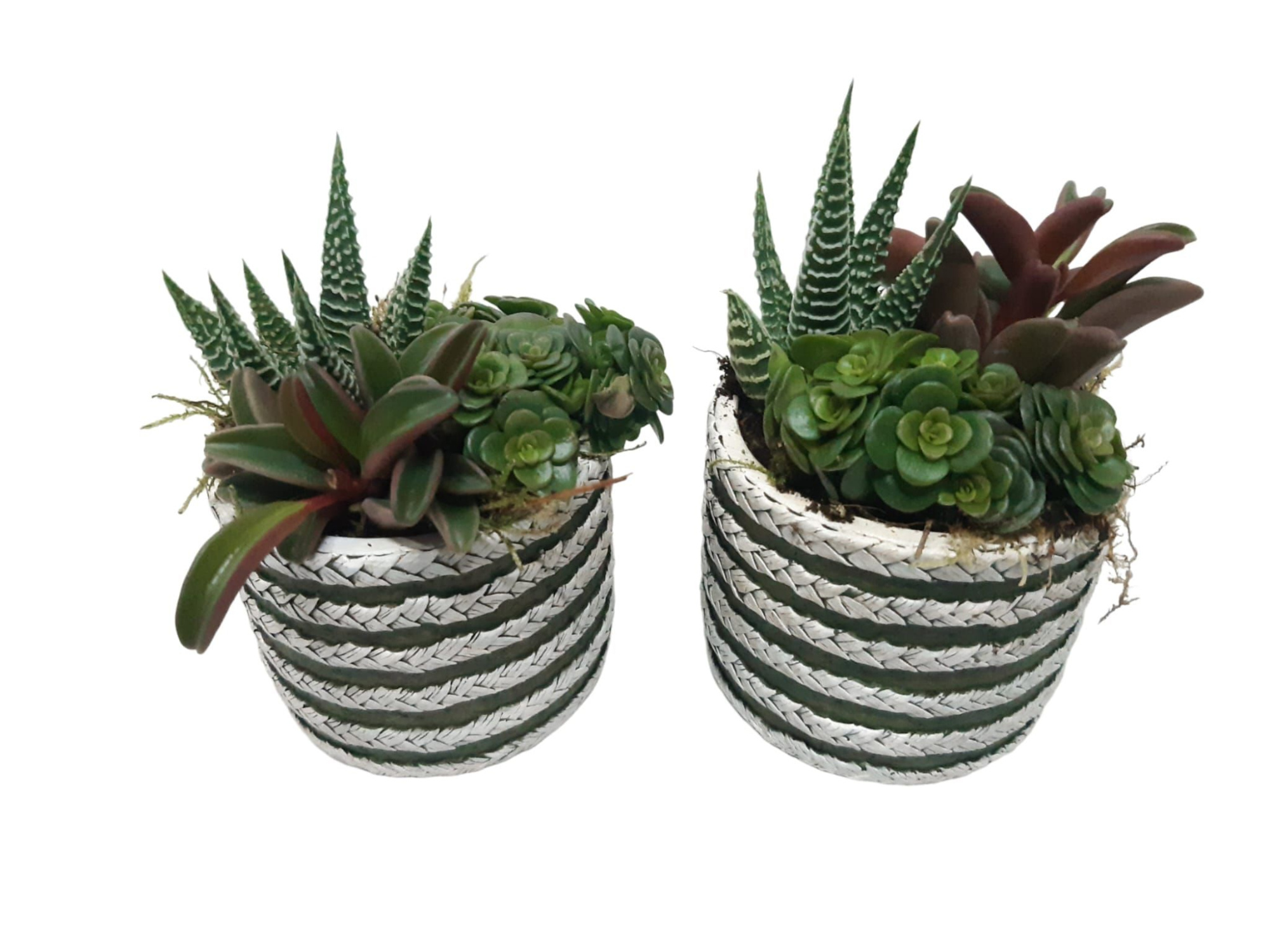 CTP9HMX mini Tire Pot mini groen mix, D 9 cm