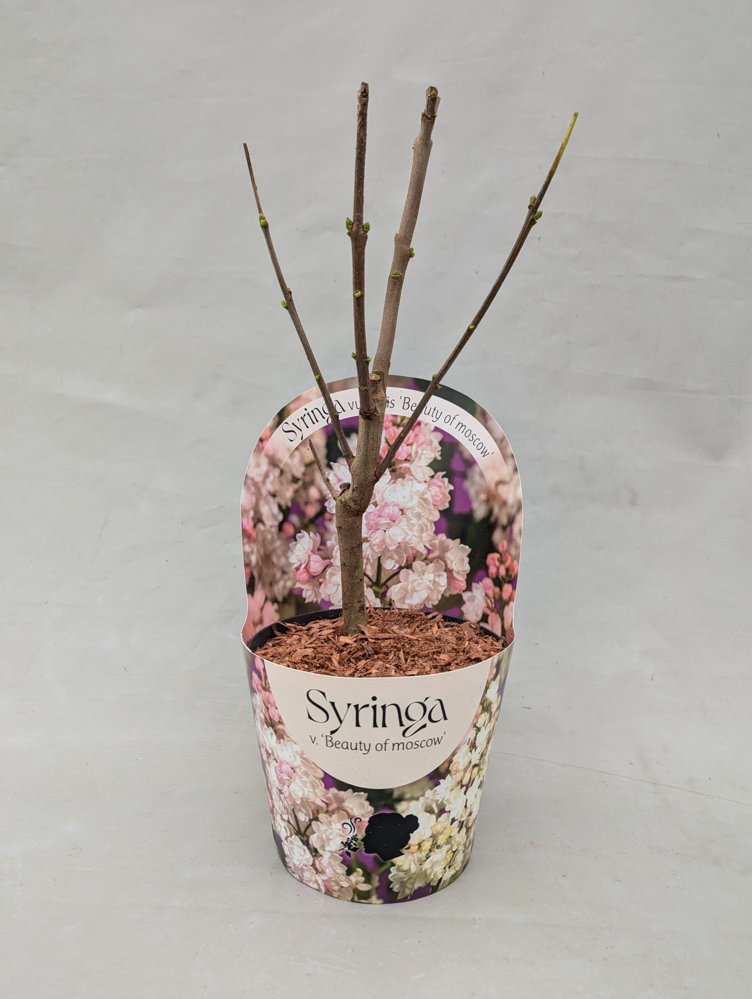 Syringa vulgaris 'Beauty of Moscow' 17 cm in potcover, D 17