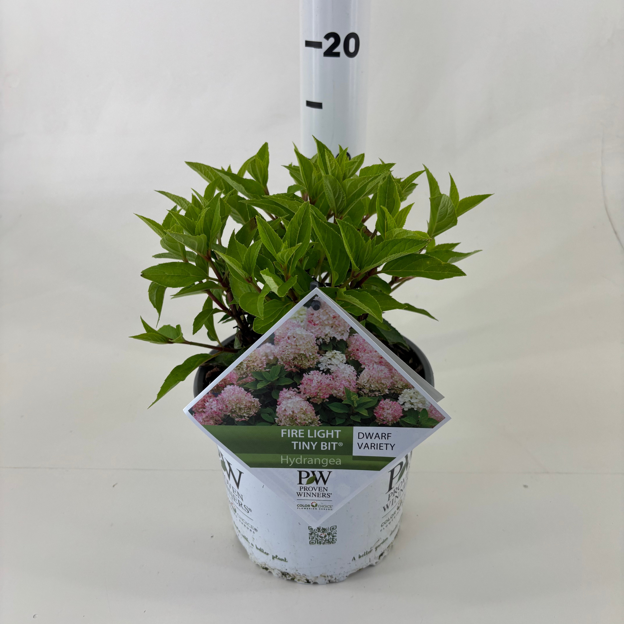 Hydrangea pan. 'Firelight Tiny Bit' ®, D 19 cm