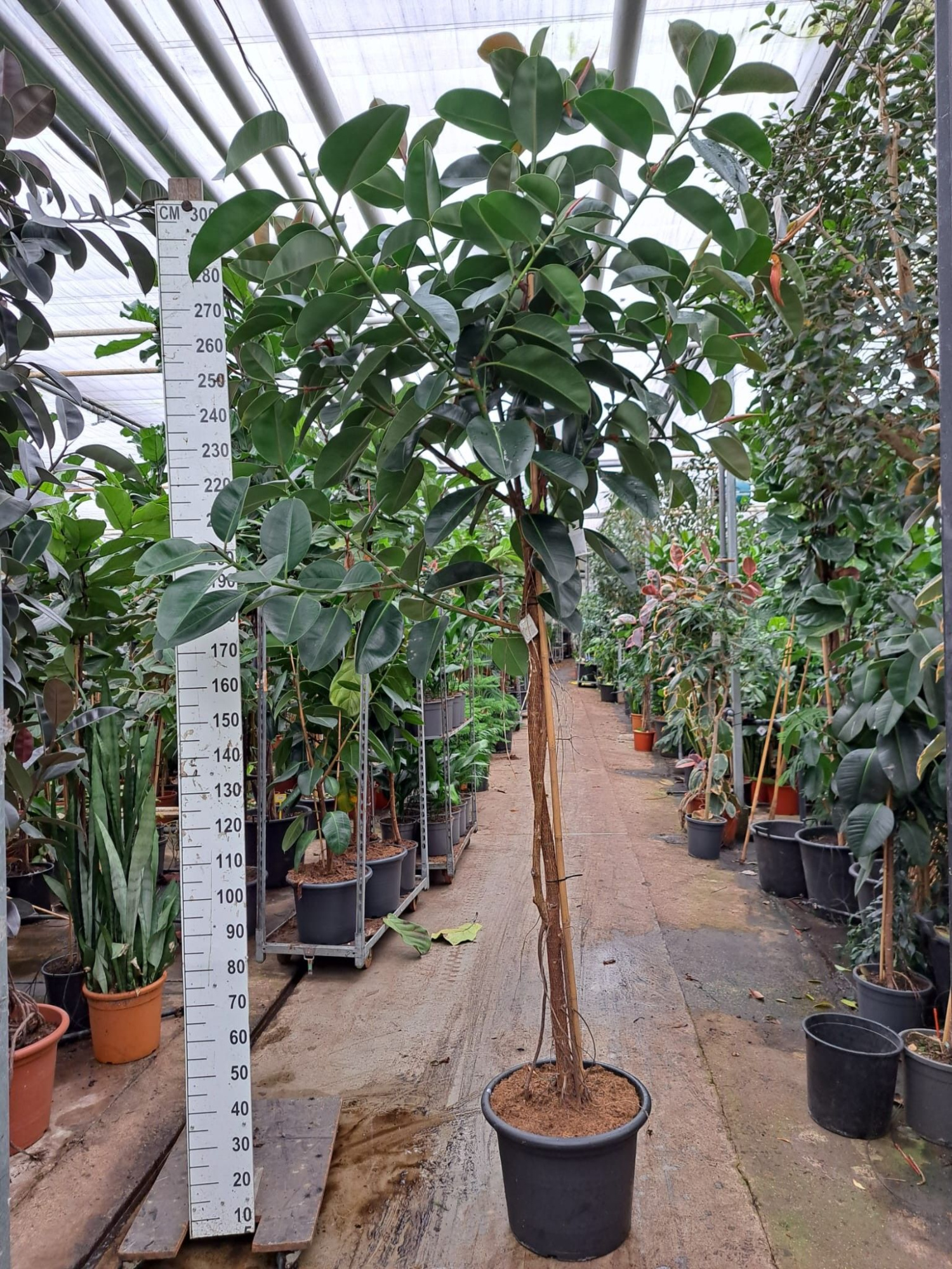 Ficus Elastica Robusta stam 310, D 50 cm