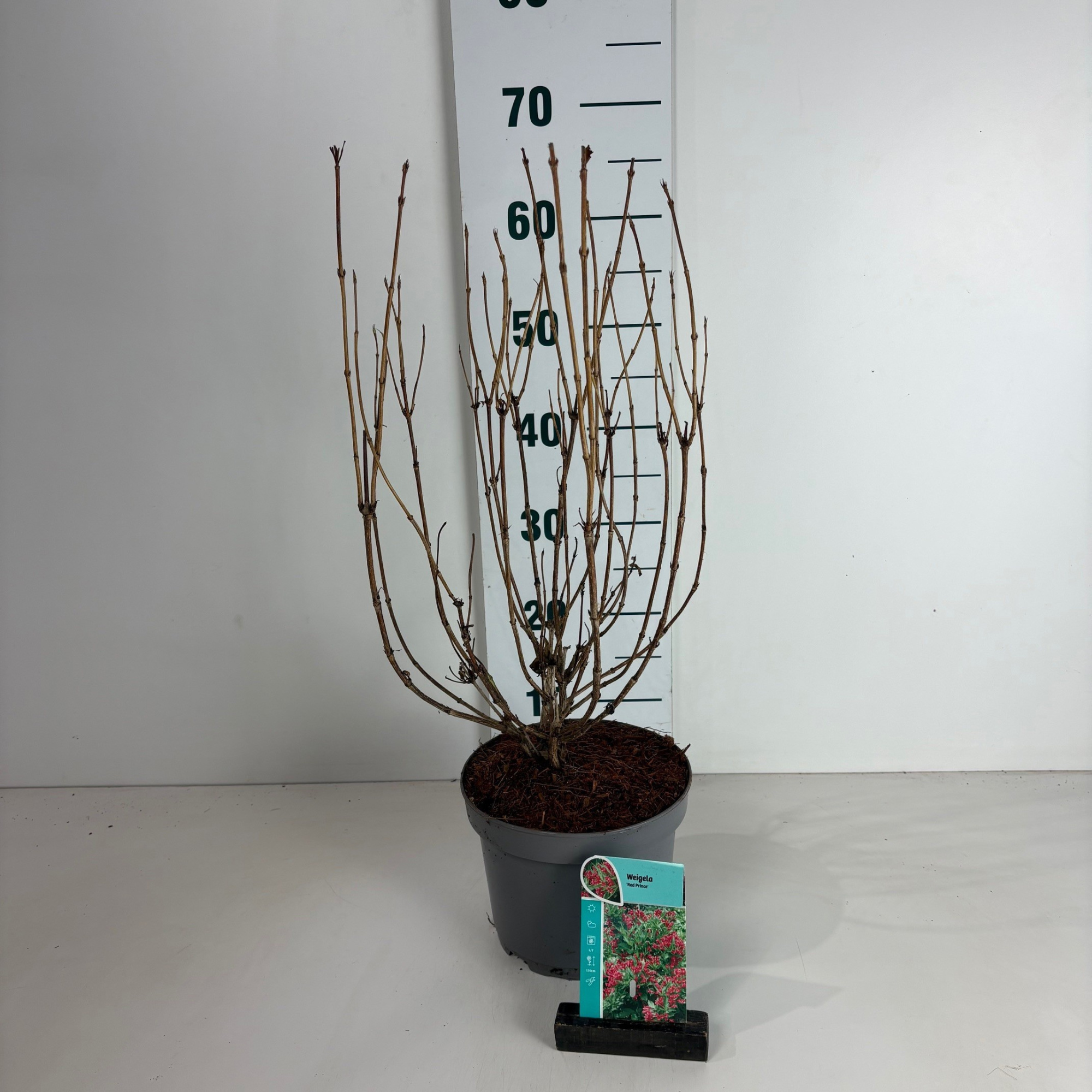 Weigela Red Prince, D 20