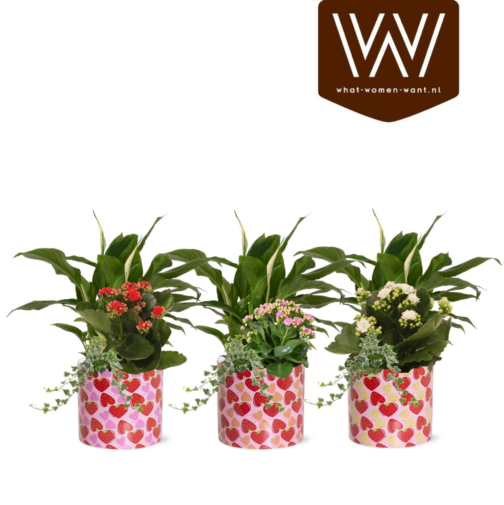 Collectie "Sympathetic Moods" - Arrangement in pot Lonneke, D 12