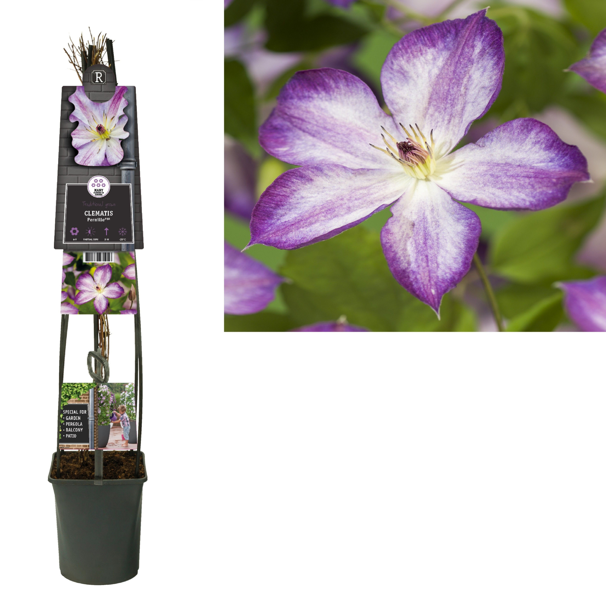 Clematis Pernille PBR +3.0 label, D 23