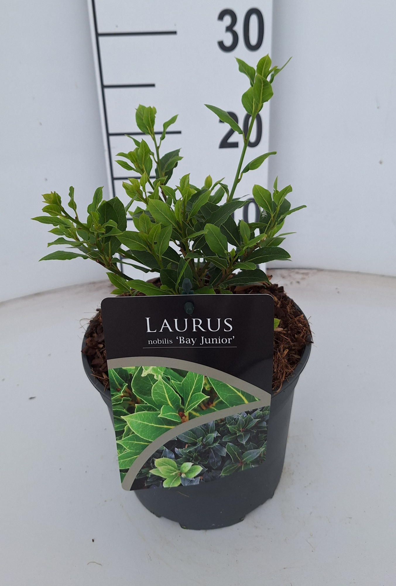 Laurus nobilis Bay Junior, D 17 cm