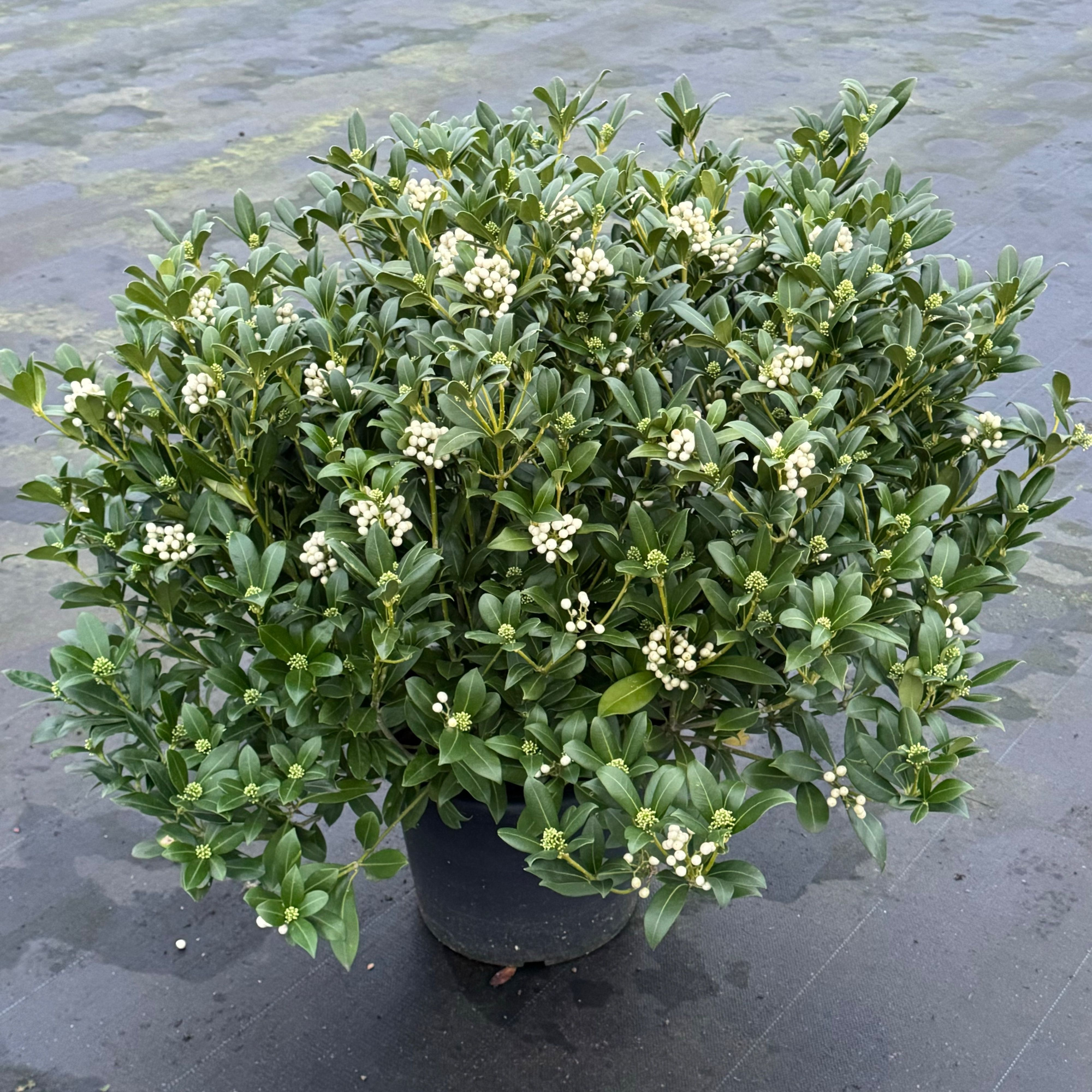 Skimmia japonica 'Witte Bes’ Kew Green XXL, D 40