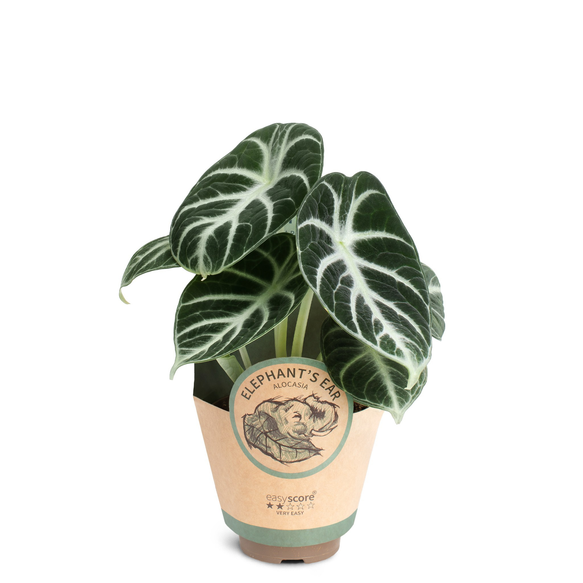 Alocasia ´Ninja´, D 9