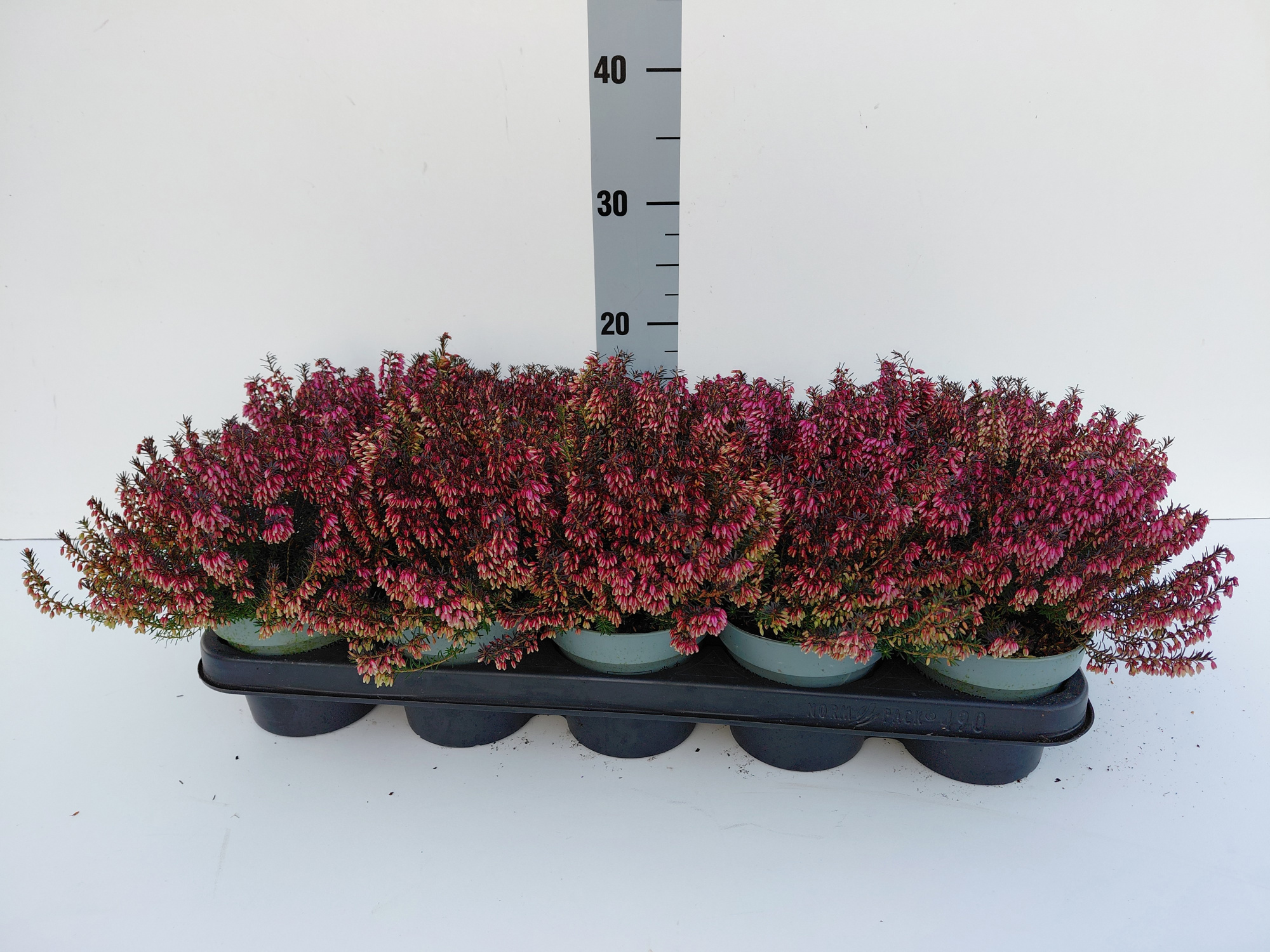 Erica carnea winterladies Sarah, D 12