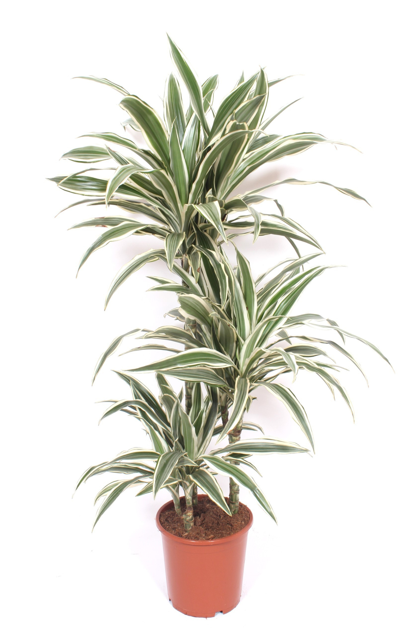 Dracaena White Stripe 60-30-15, D 21 cm