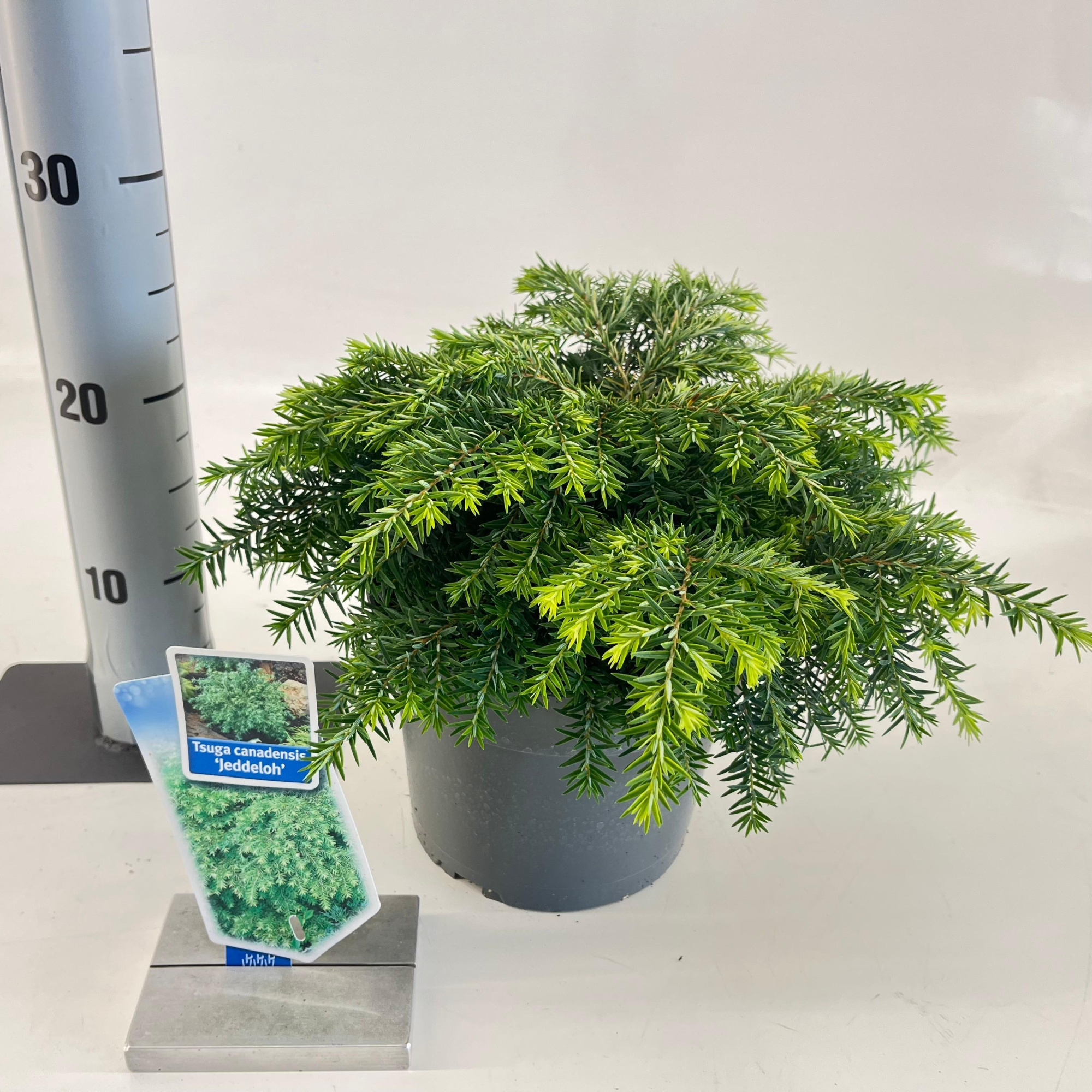 Tsuga can. ‘Jeddeloh’, D 19 cm