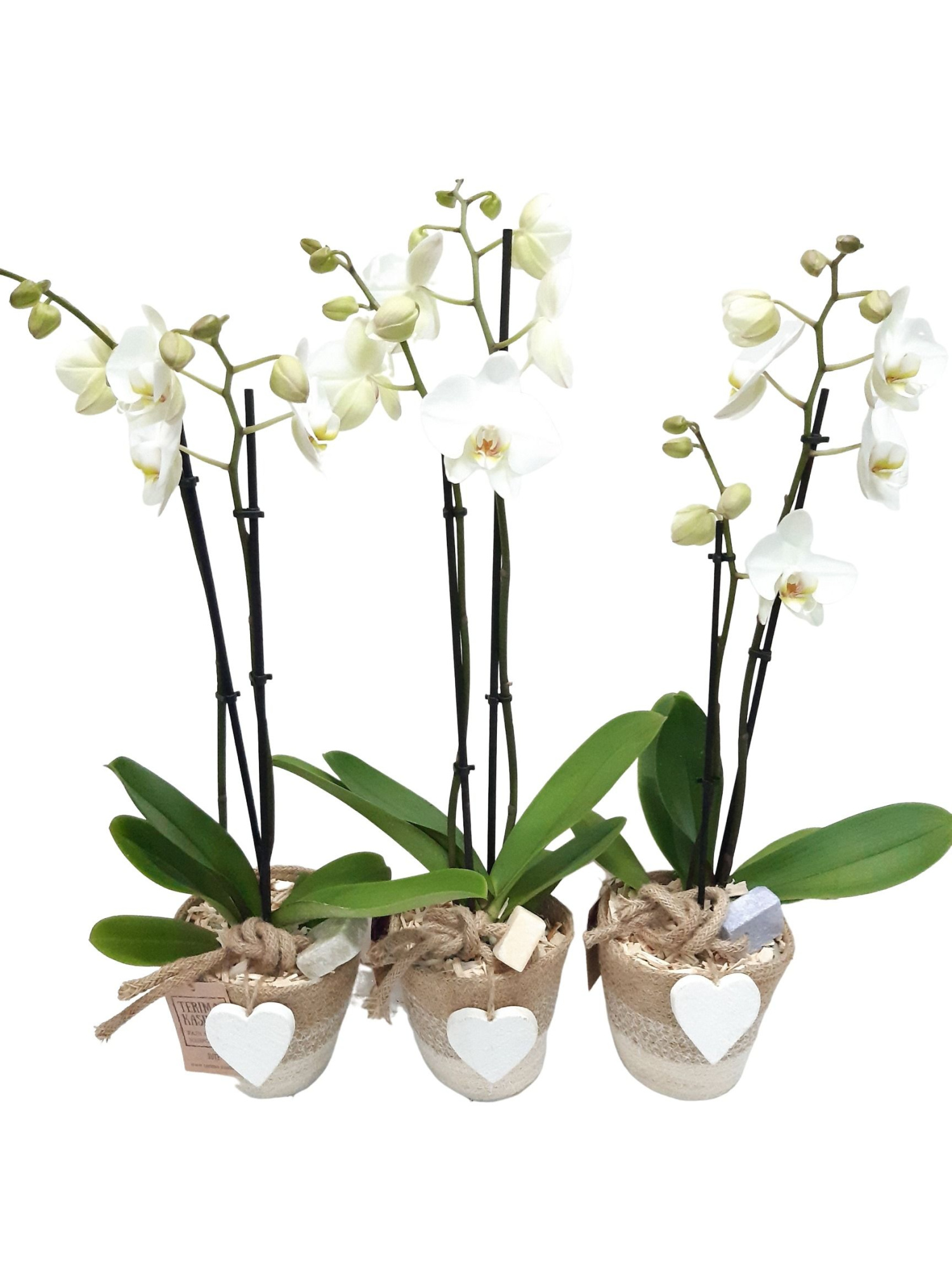 JMW14PHHAC Phal 2t Wit in Jute mand wit + Aromablock, D 13 cm