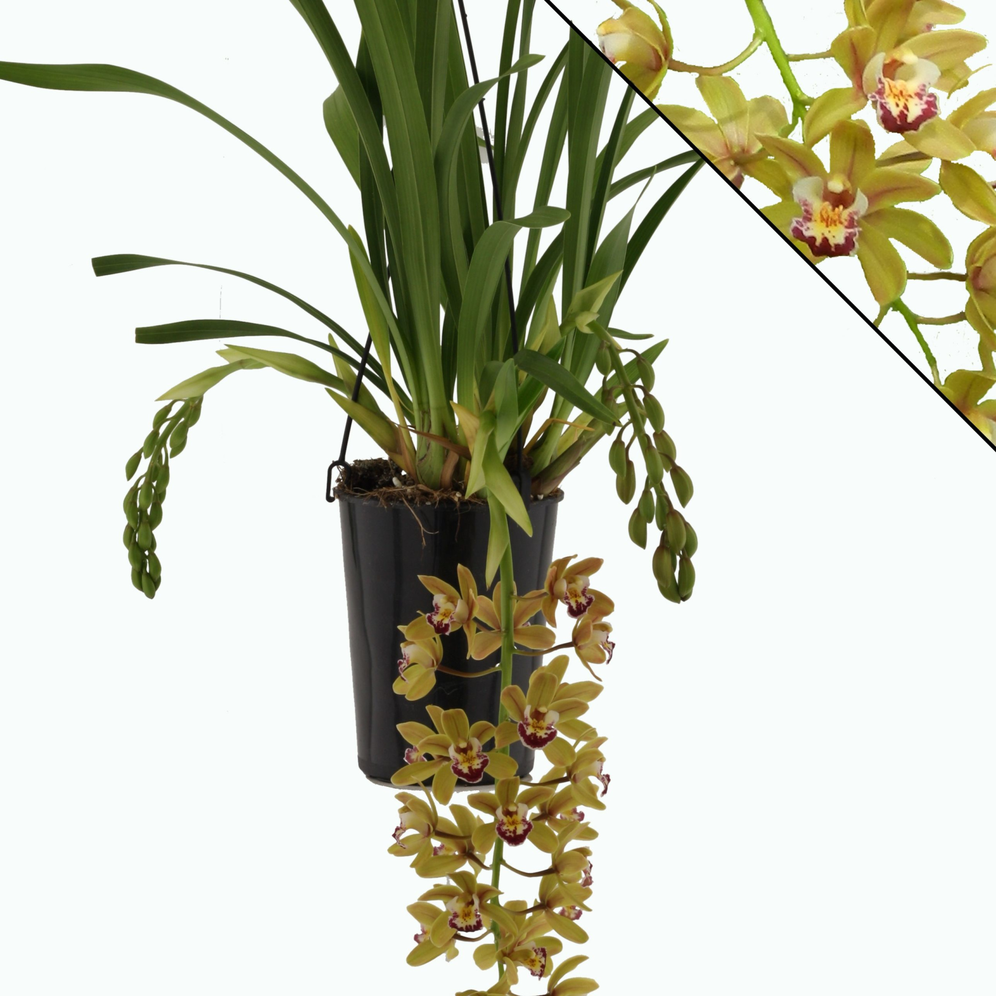 Argiro 3-4 tak in kraft koker, D 14 cm