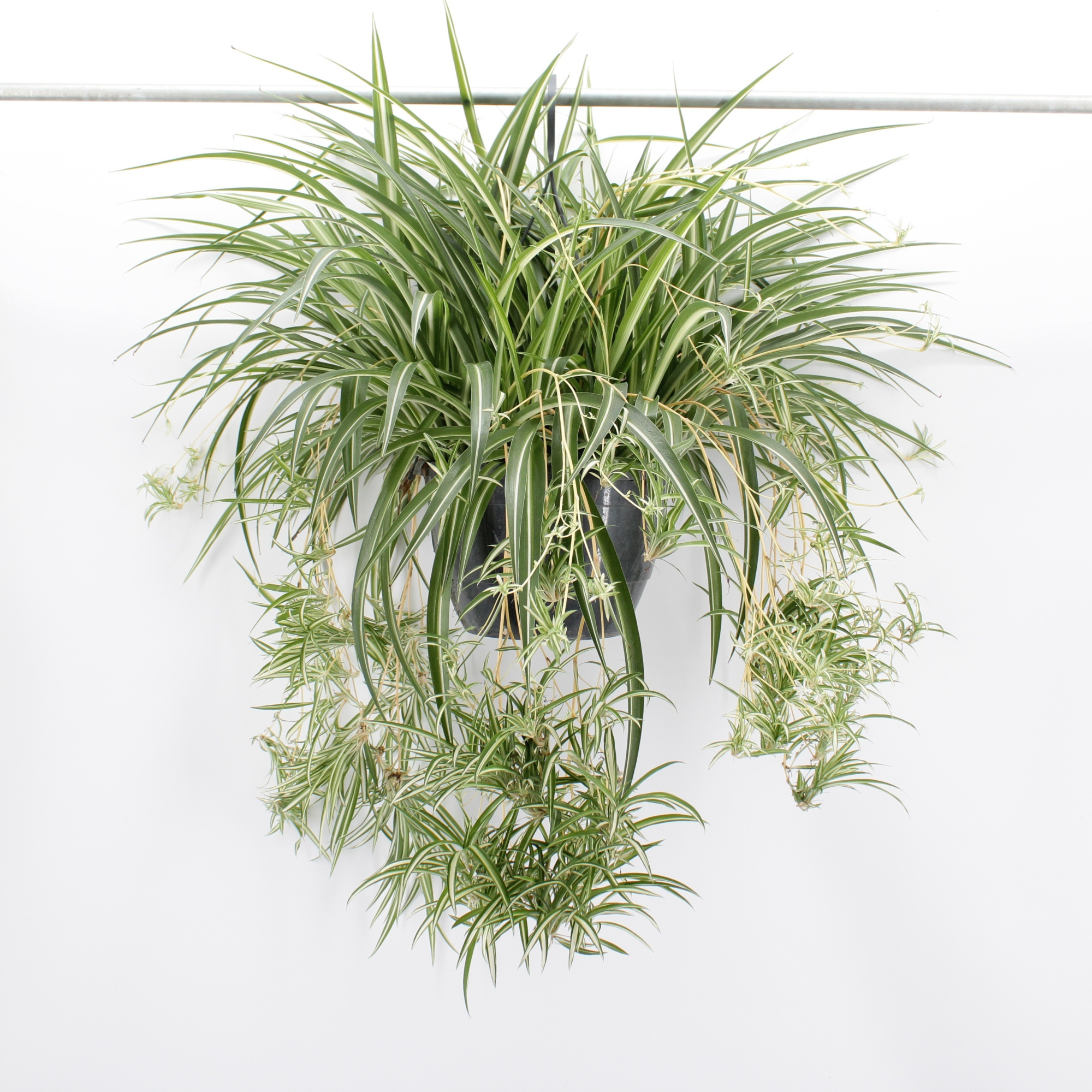 Chlorophytum comosum 'Variegatum', D 27 cm