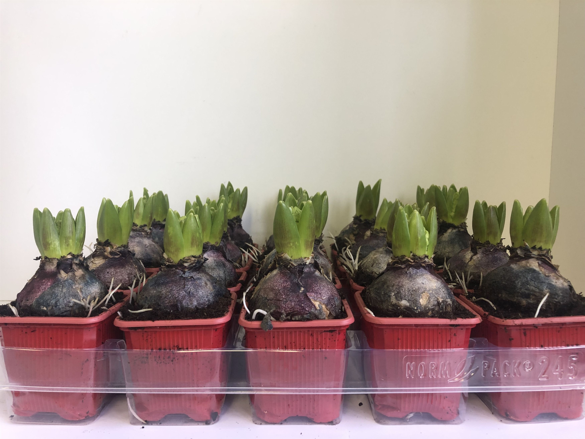 7 cm Hyacint Jan Bos zonder etiket, D 7