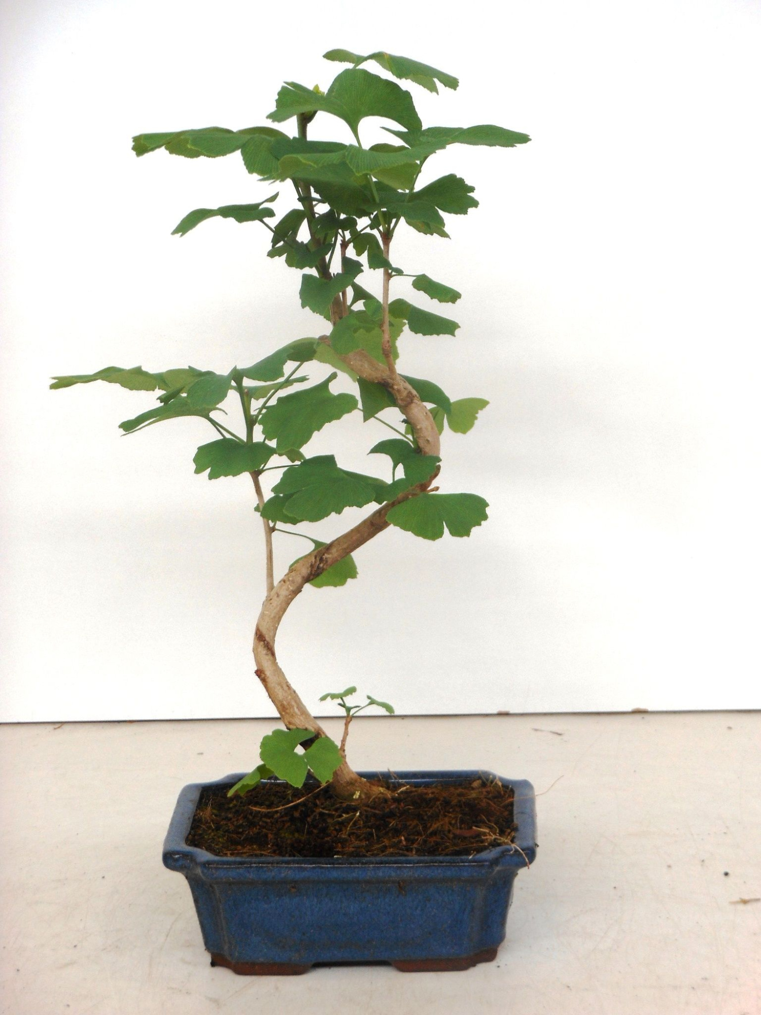 Ginkgo biloba shape, D 19 cm