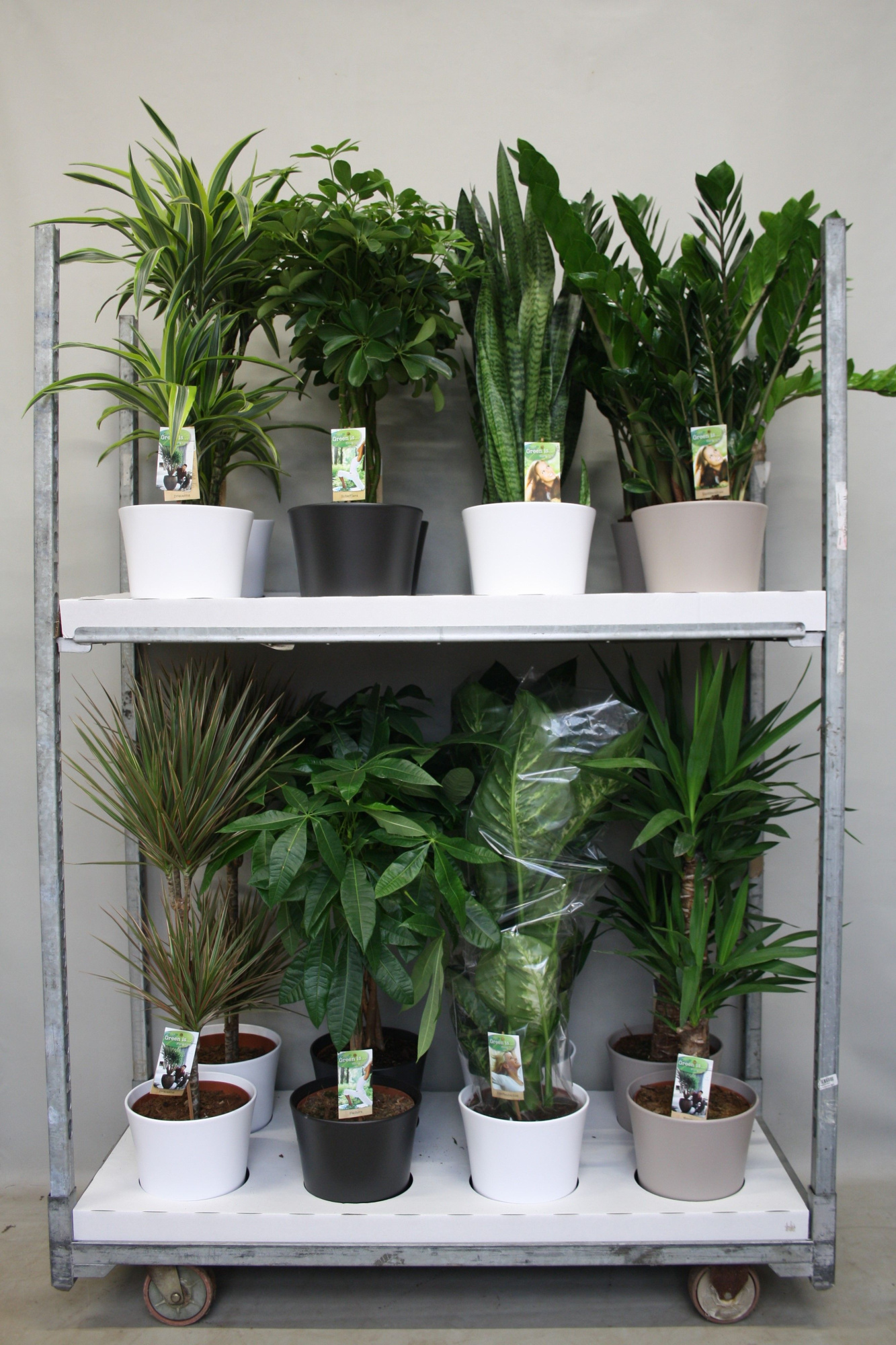 Plantenmix p21 in keramiek mix (3-kleur), D 21 cm