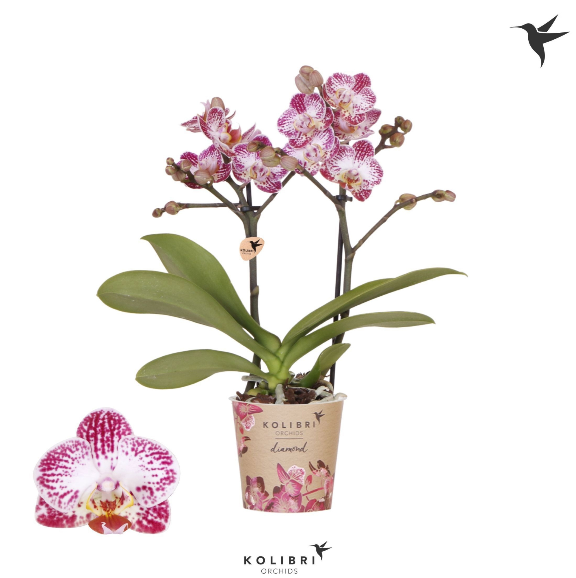 Kolibri Orchids Phalaenopsis Diamond Bora Bora 2 spike, D 9
