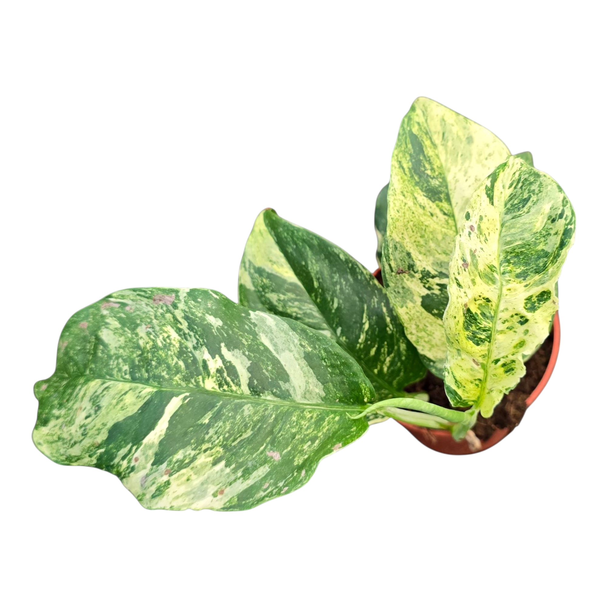 Rhaphidophora Puberula Variegata, D 9 cm