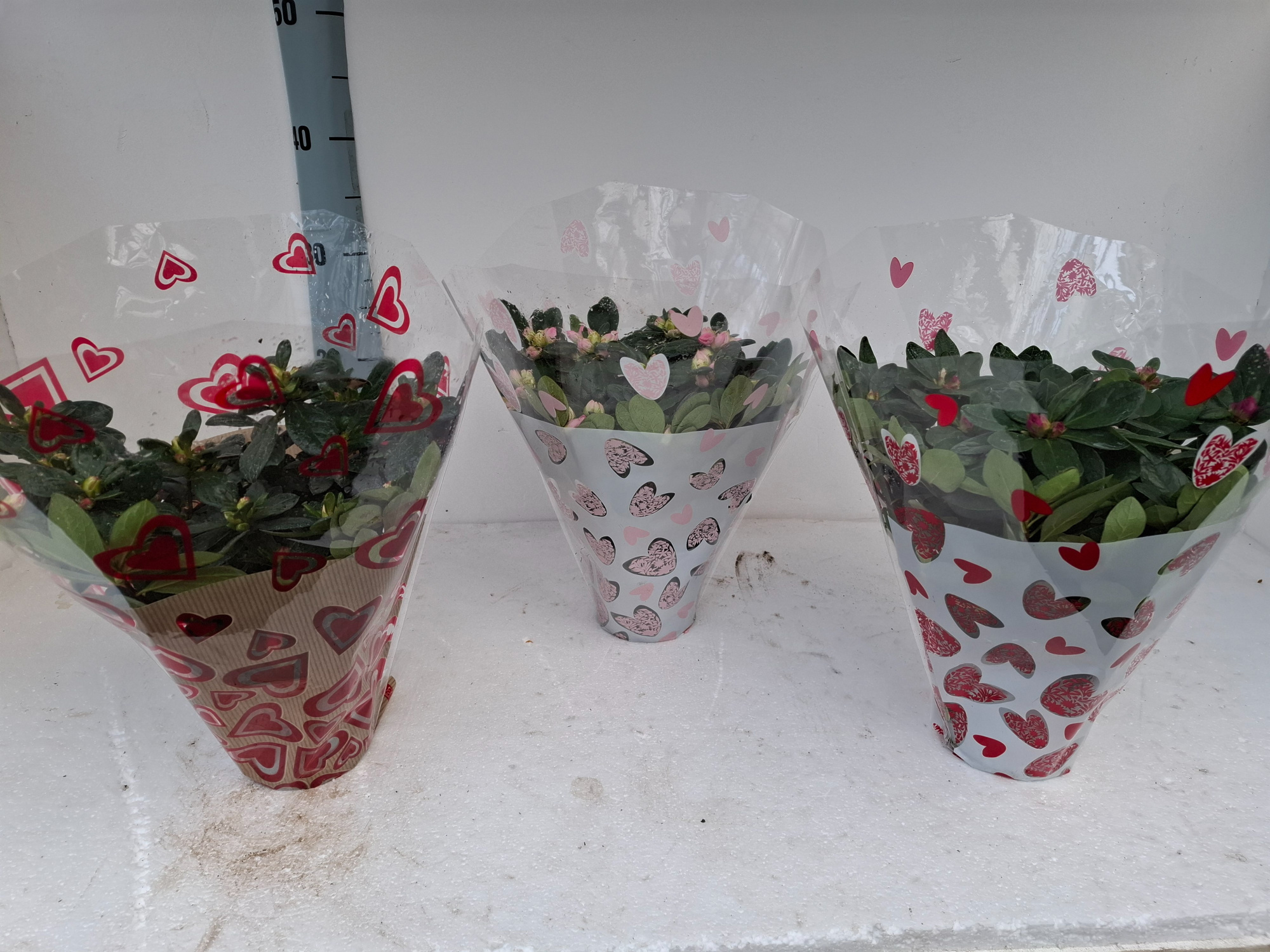 AZALEA BLOEI CUPIDON 25 CM, D 12