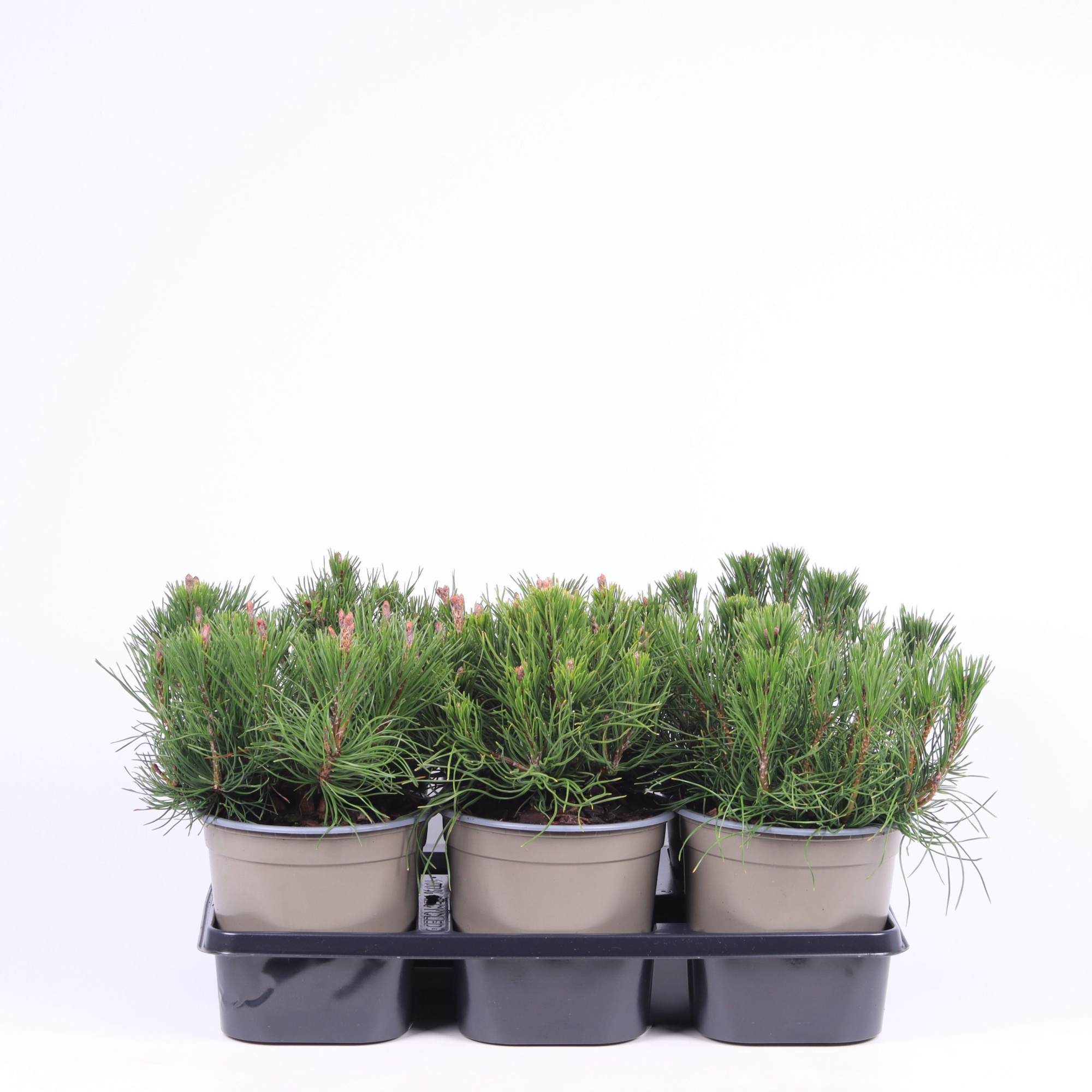 Pinus mugo pumilio, D 15