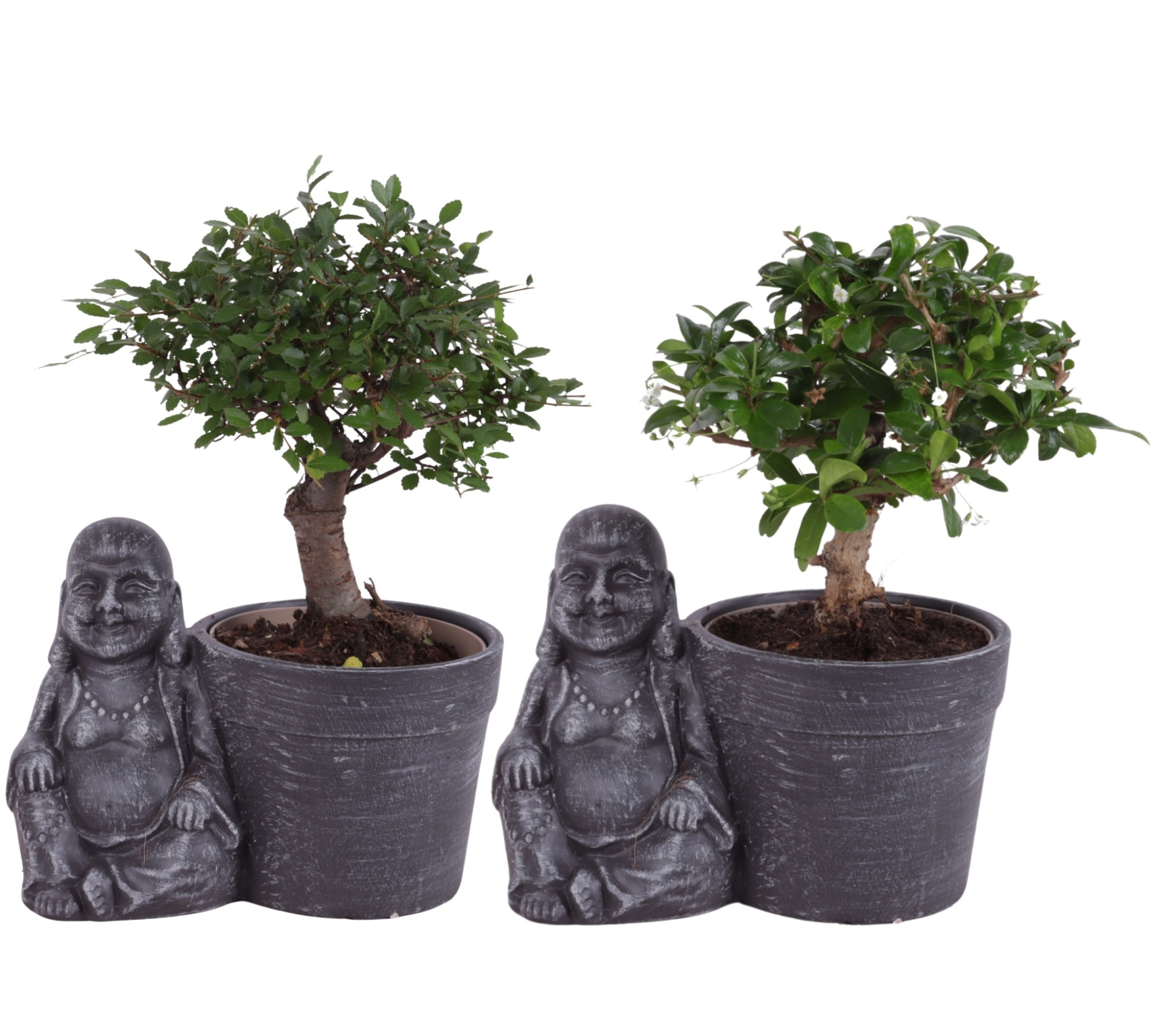 Bonsai Indoor Mix Ø12cm Ball Shape in Ceramic Buddha Ø21cm, D 21