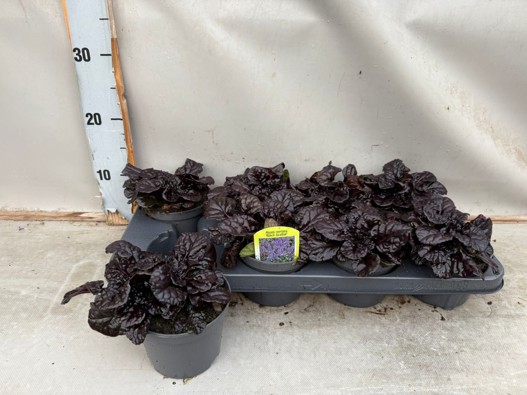 Ajuga reptans ''Black Scallop'', D 12 cm