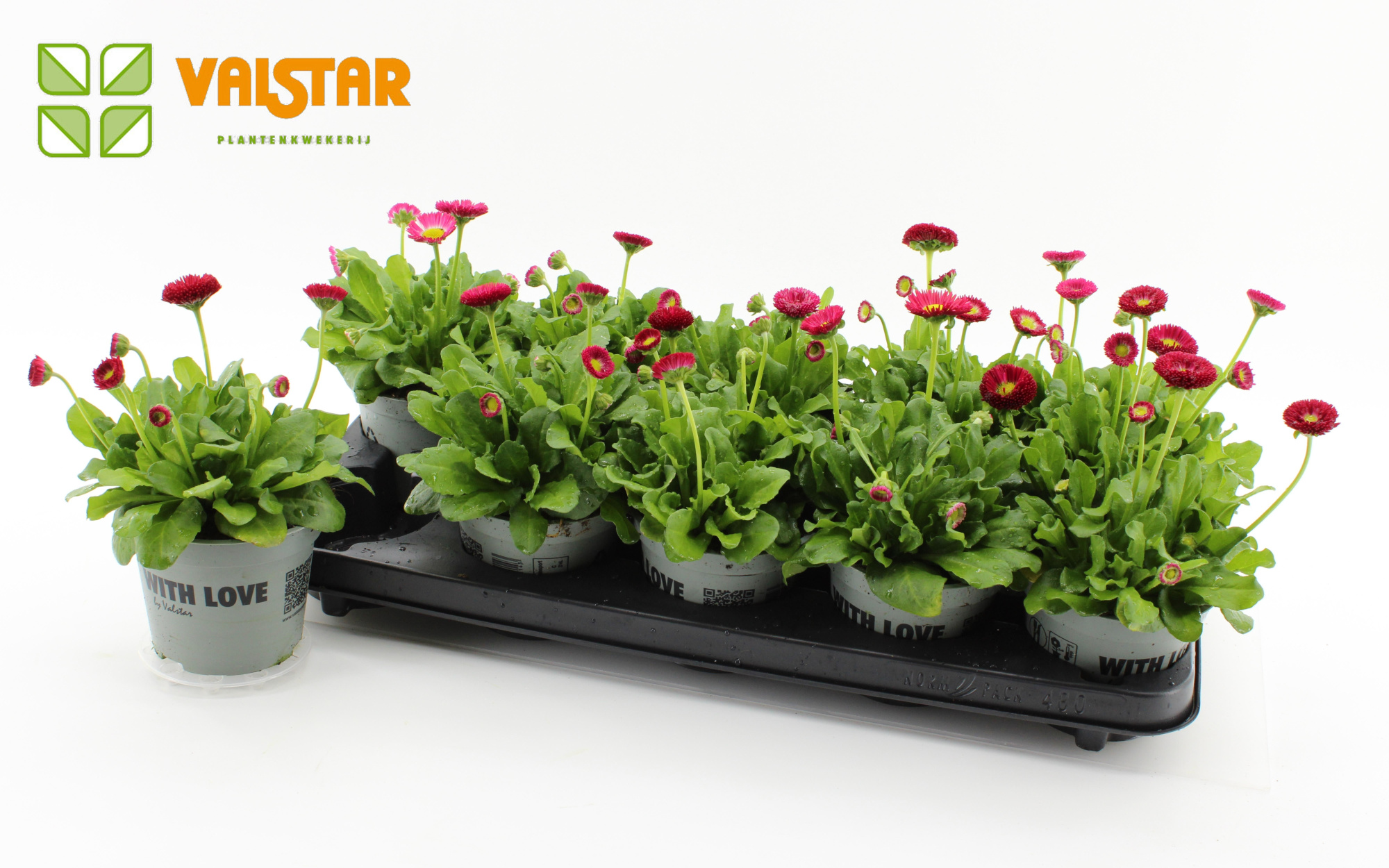 Bellis Perennis Belladaisy red 12 cm, D 12