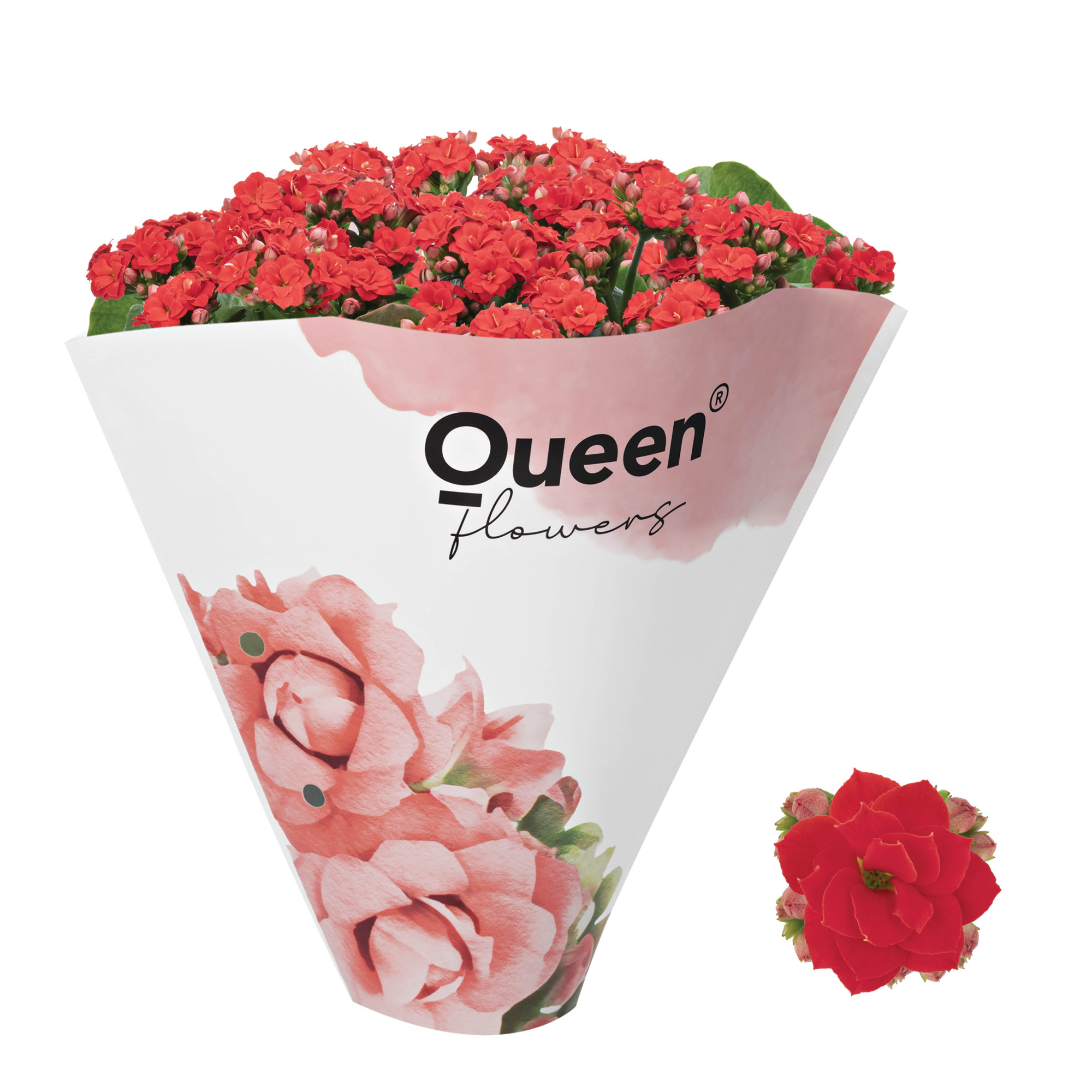 KALANCHOE ARTS-HYBRID 'RØD ROSE FLOWER', D 13