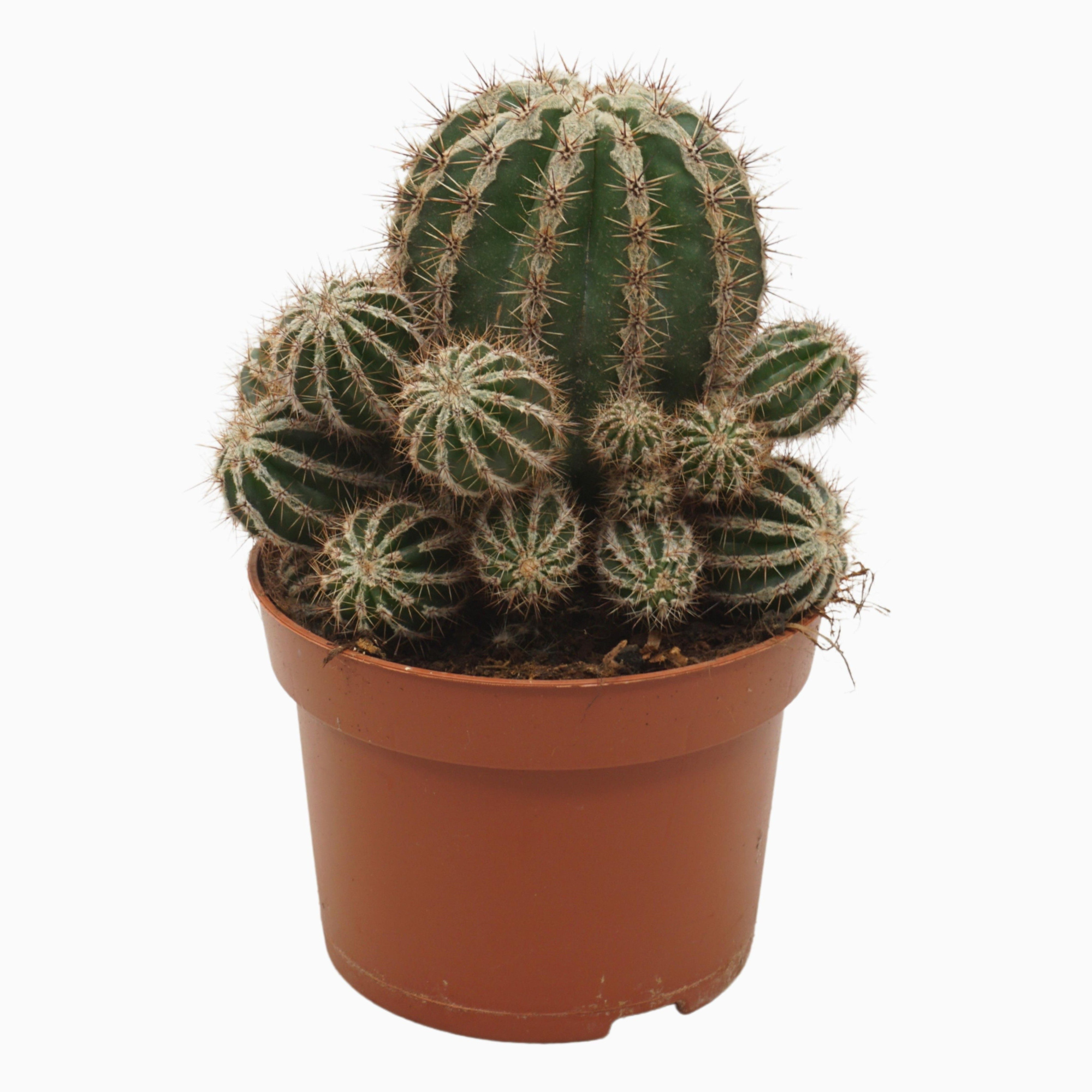 Echinopsis haku-jo maru 13 cm, D 13 cm