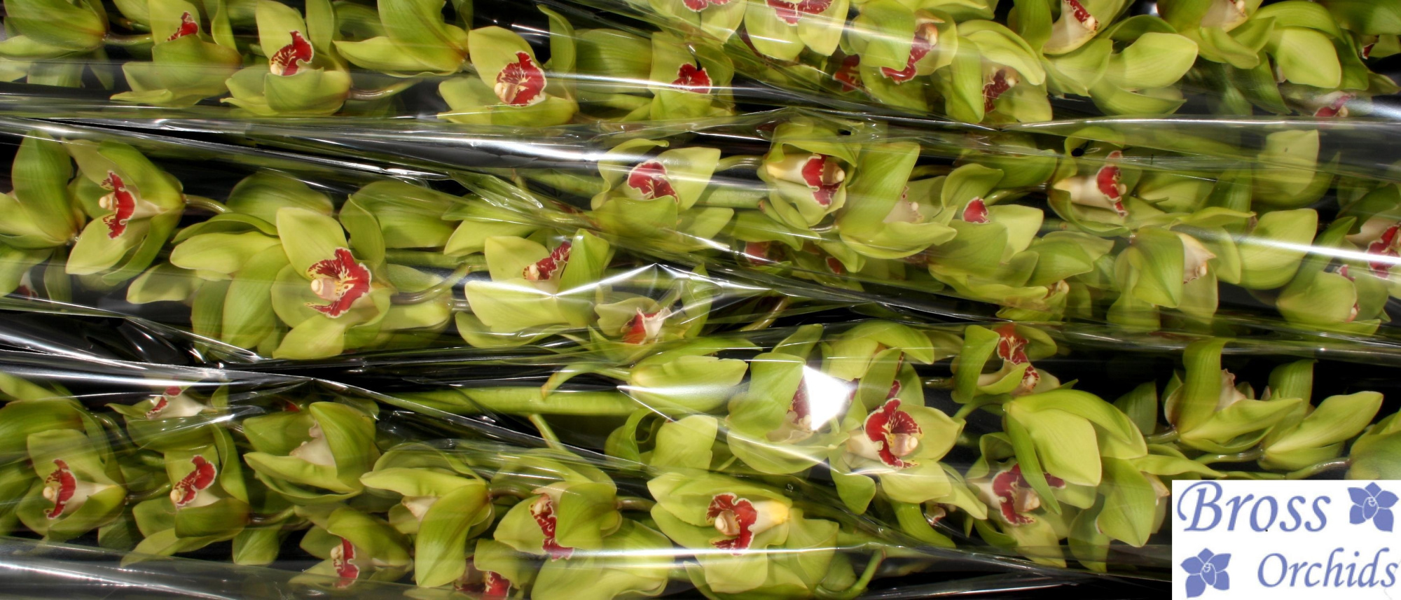 Цимбидиум Лайтнинг x6 80, шт.