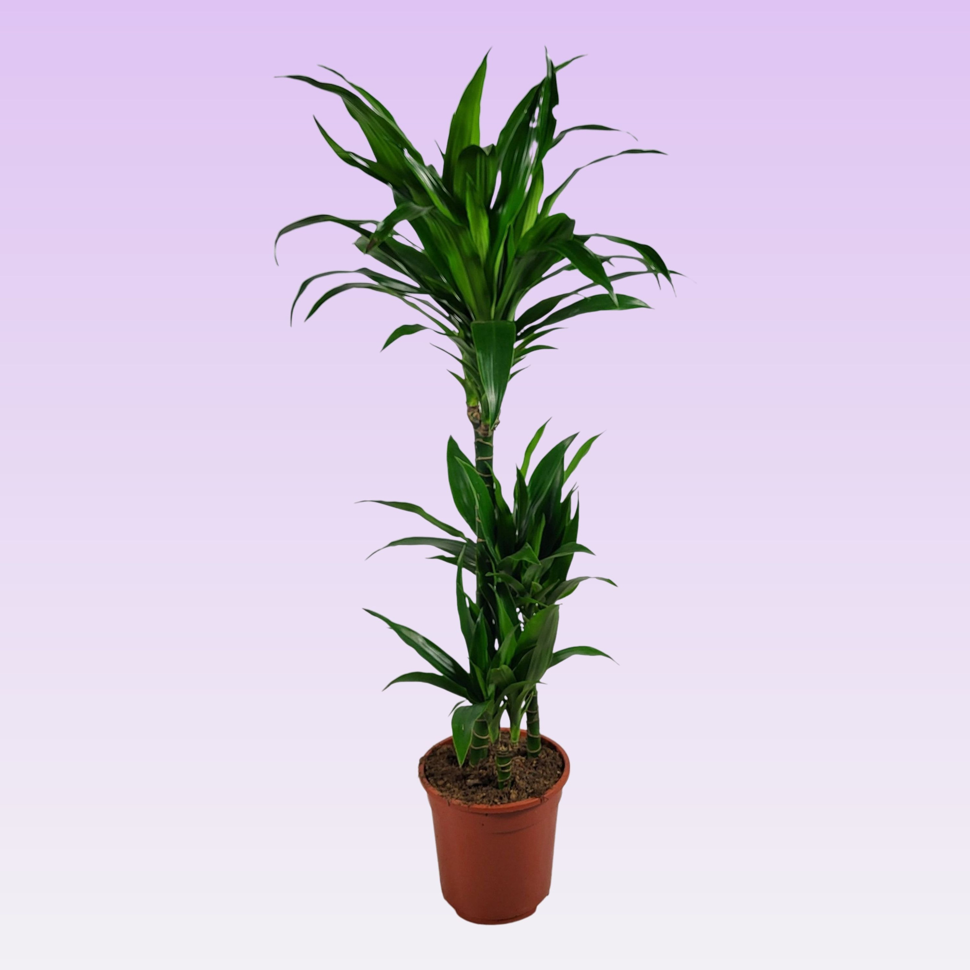 Dracaena Janet Craig 60-30-15 100cm, D 21 cm
