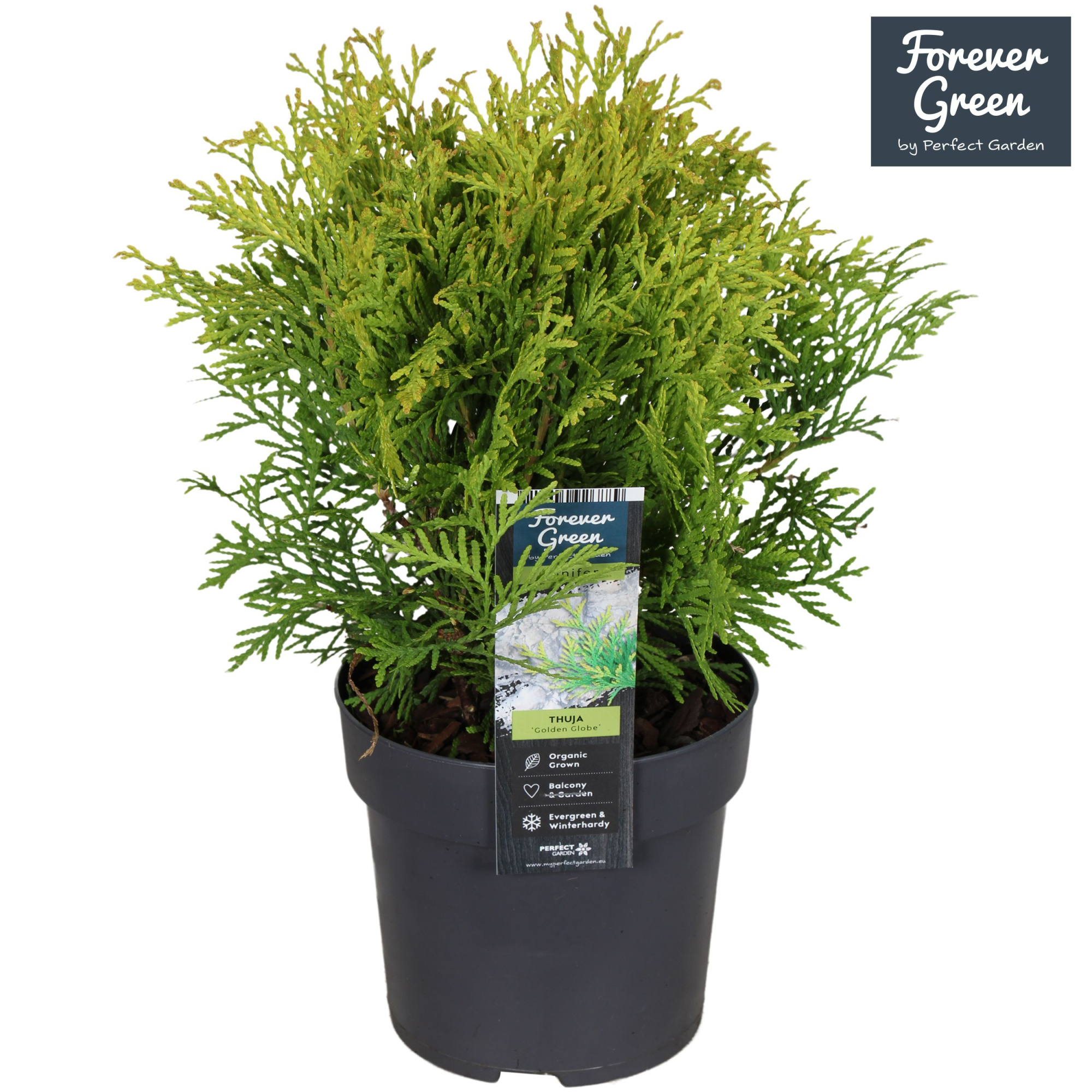 Thuja occidentalis 'Golden Globe' P14, D 14 cm