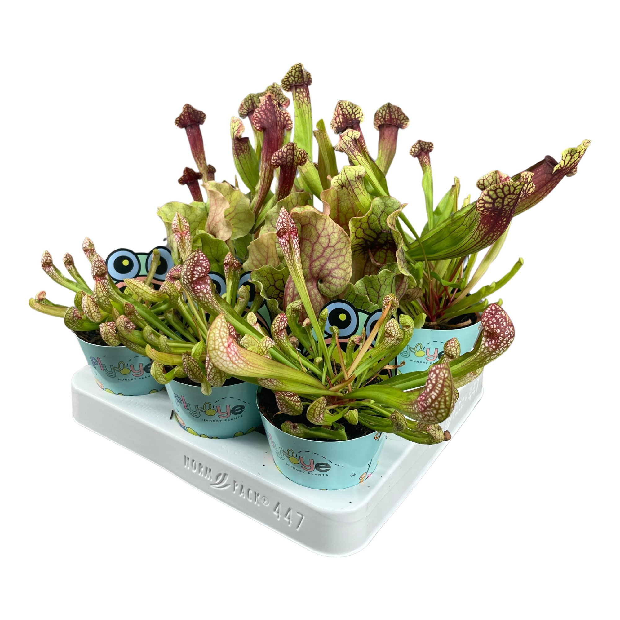 Sarracenia mix 8,5 cm in Flybye potcover, D 8,5