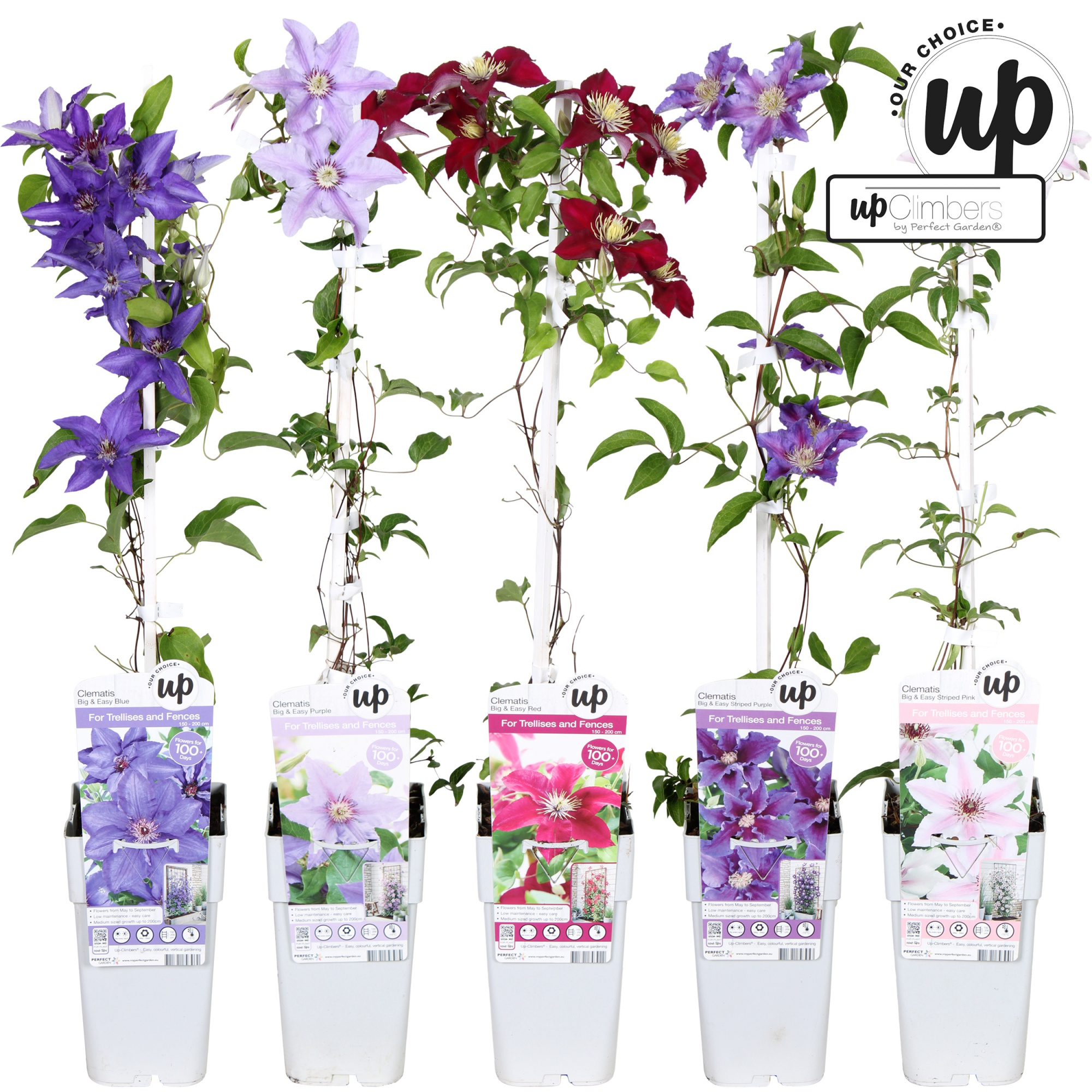 Clematis Big and Easy mix laag P15, D 15 cm