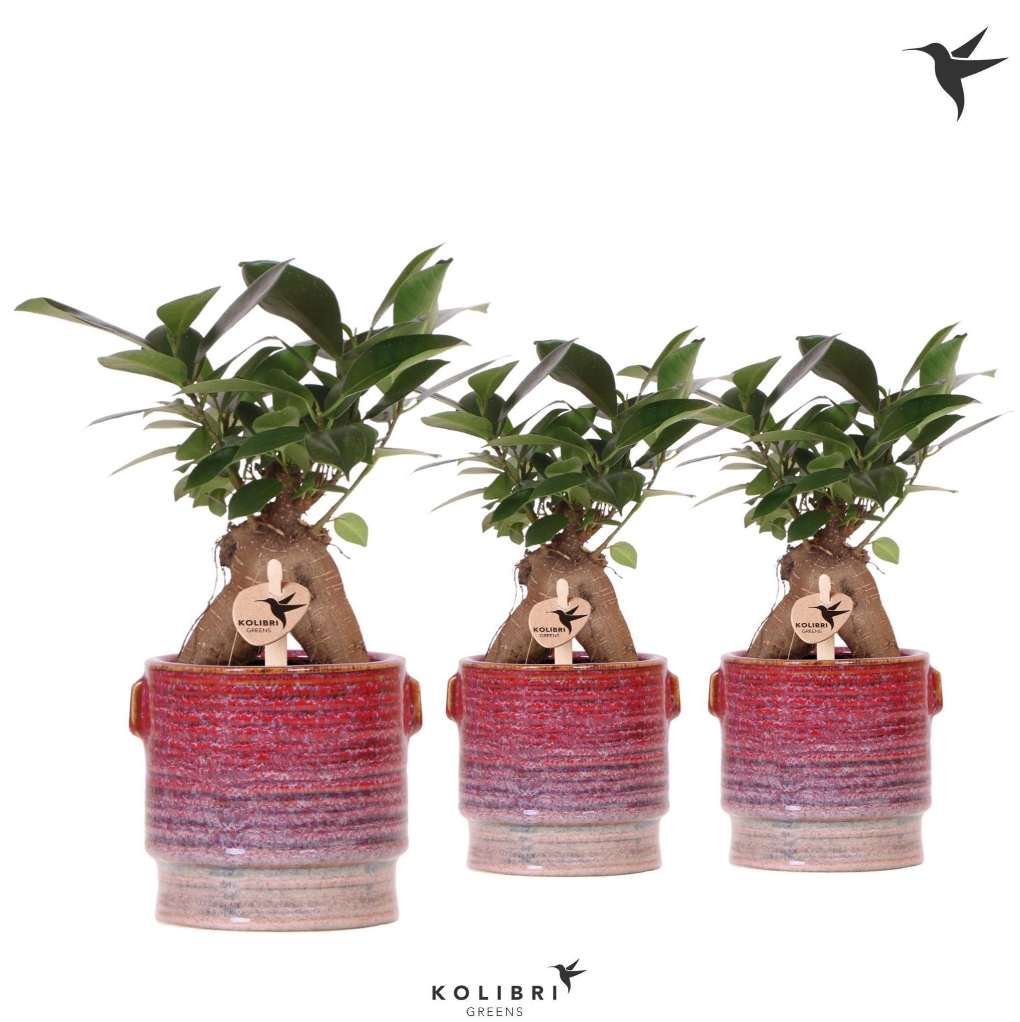 Kolibri Greens Ficus Ginseng Retusa in Aura pot, D 9 cm