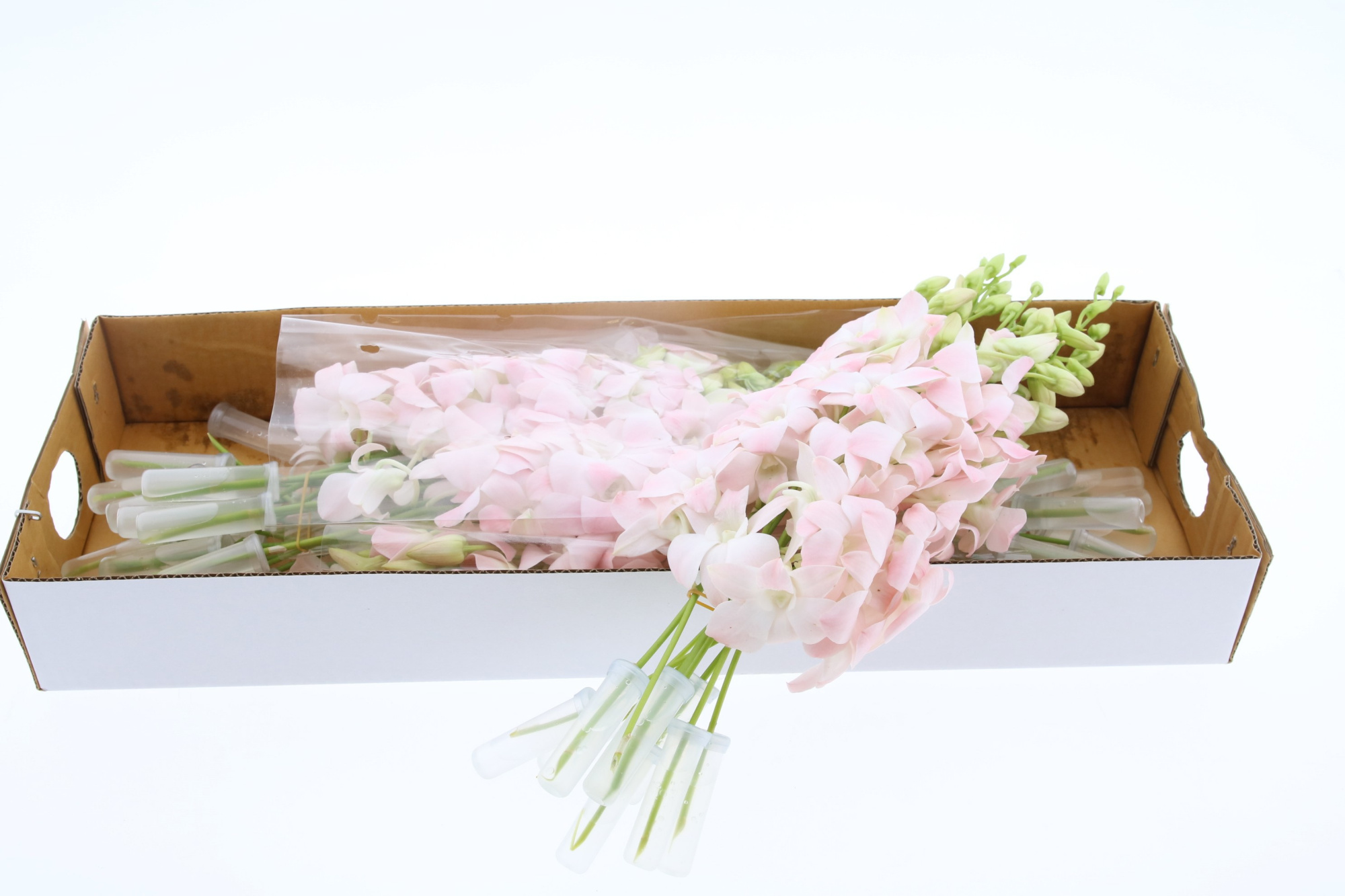 Дендробиум Овериг, шт.