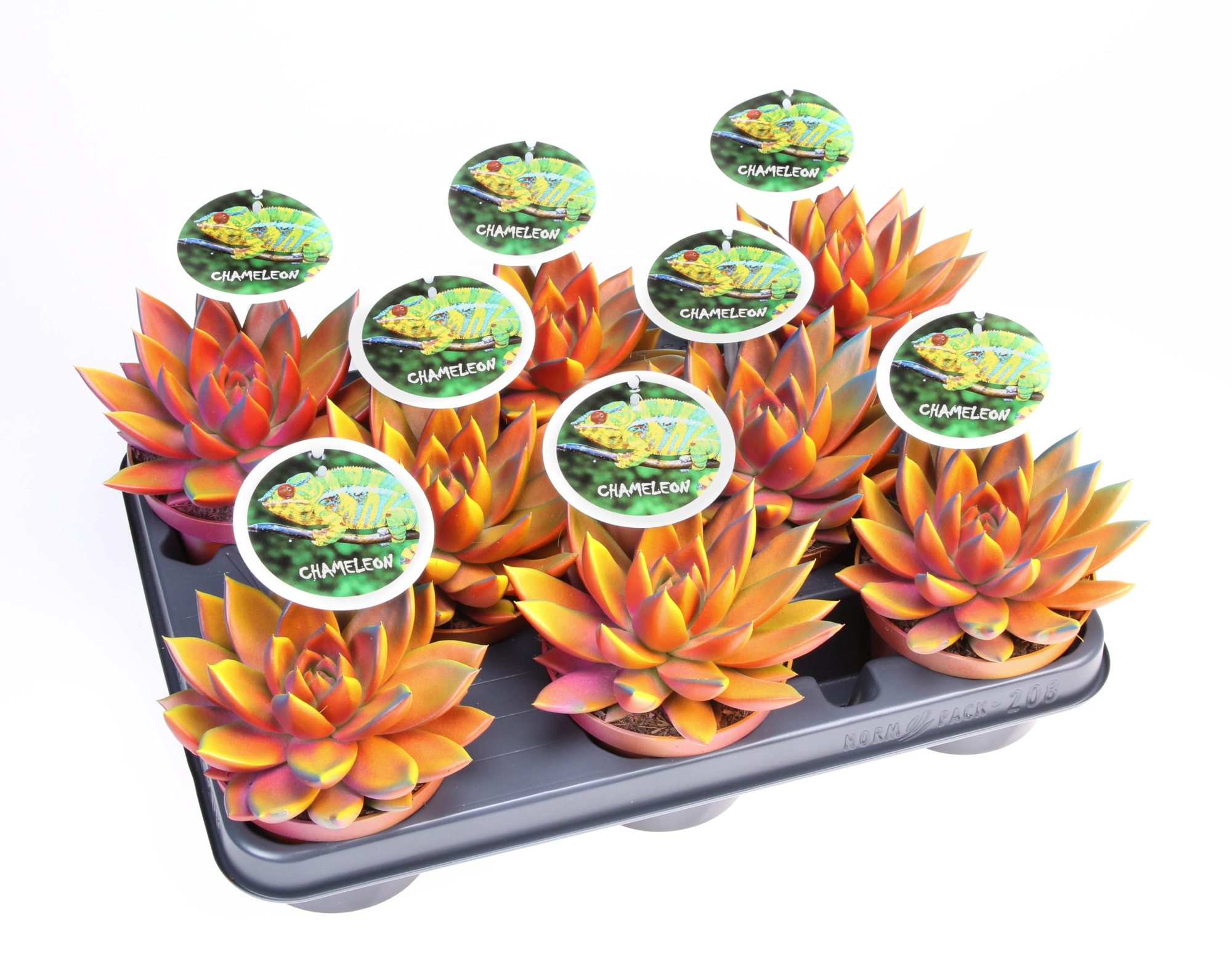 Miranda Chameleon special + etiket, D 10,5 cm