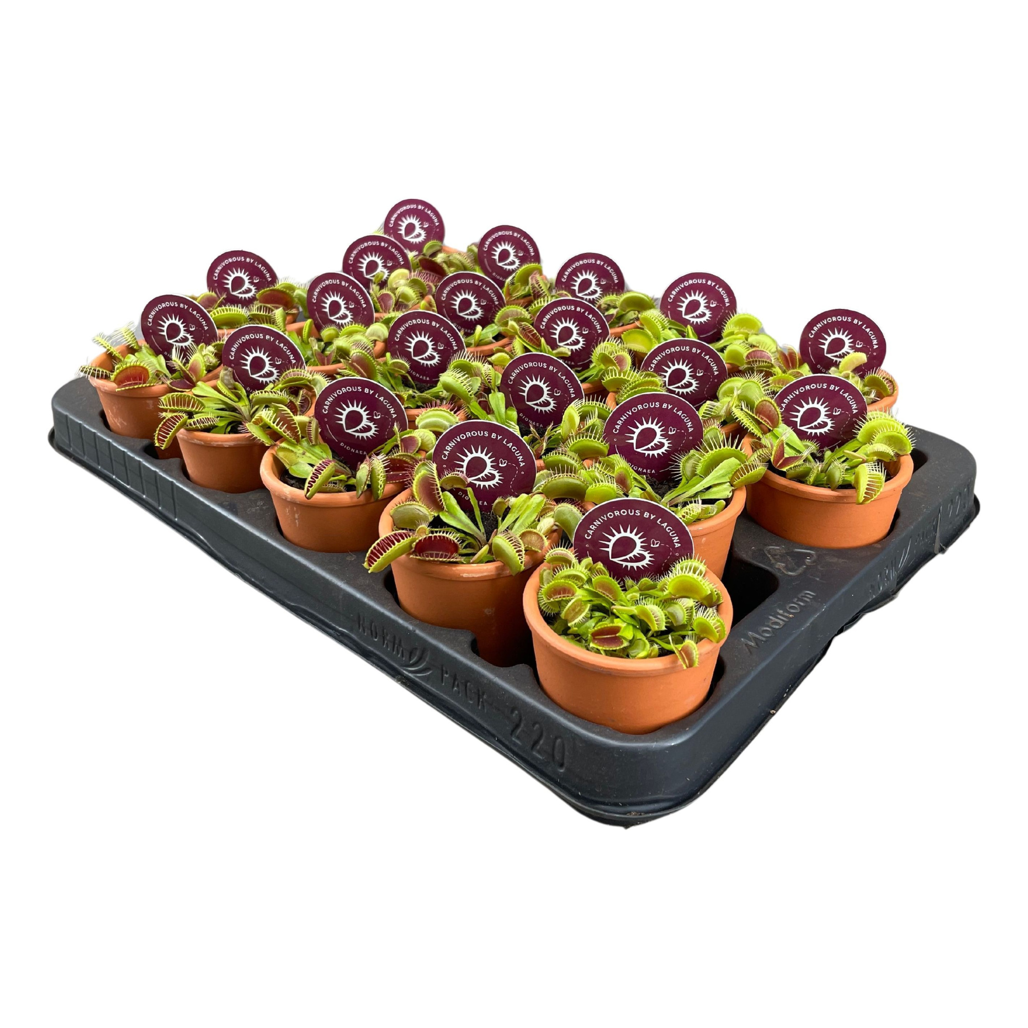 Dionaea muscipula in 7 cm terracotta pot (waterdicht), D 7 cm