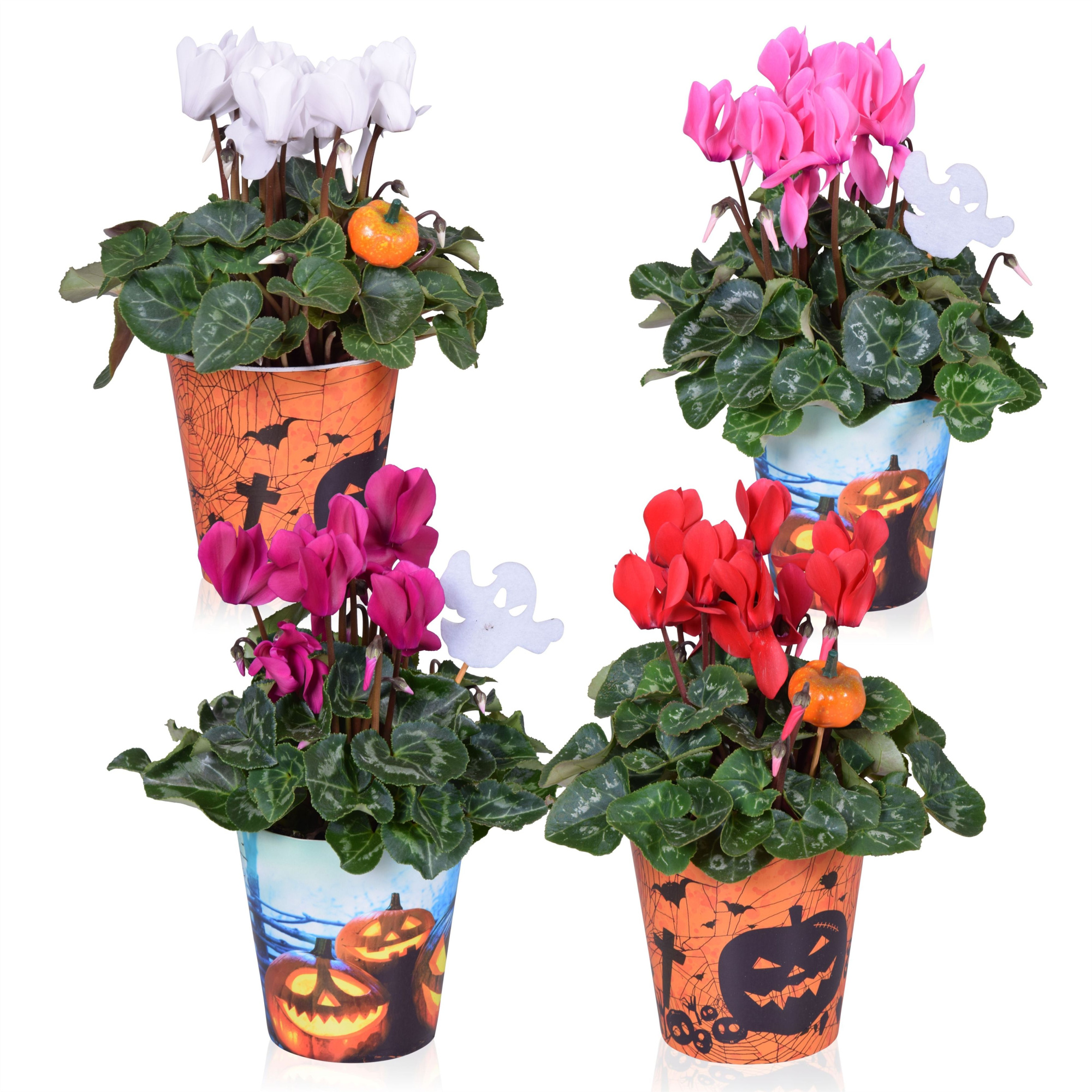 Cyclamen in Smartcup Halloween met Steker, D 12 cm