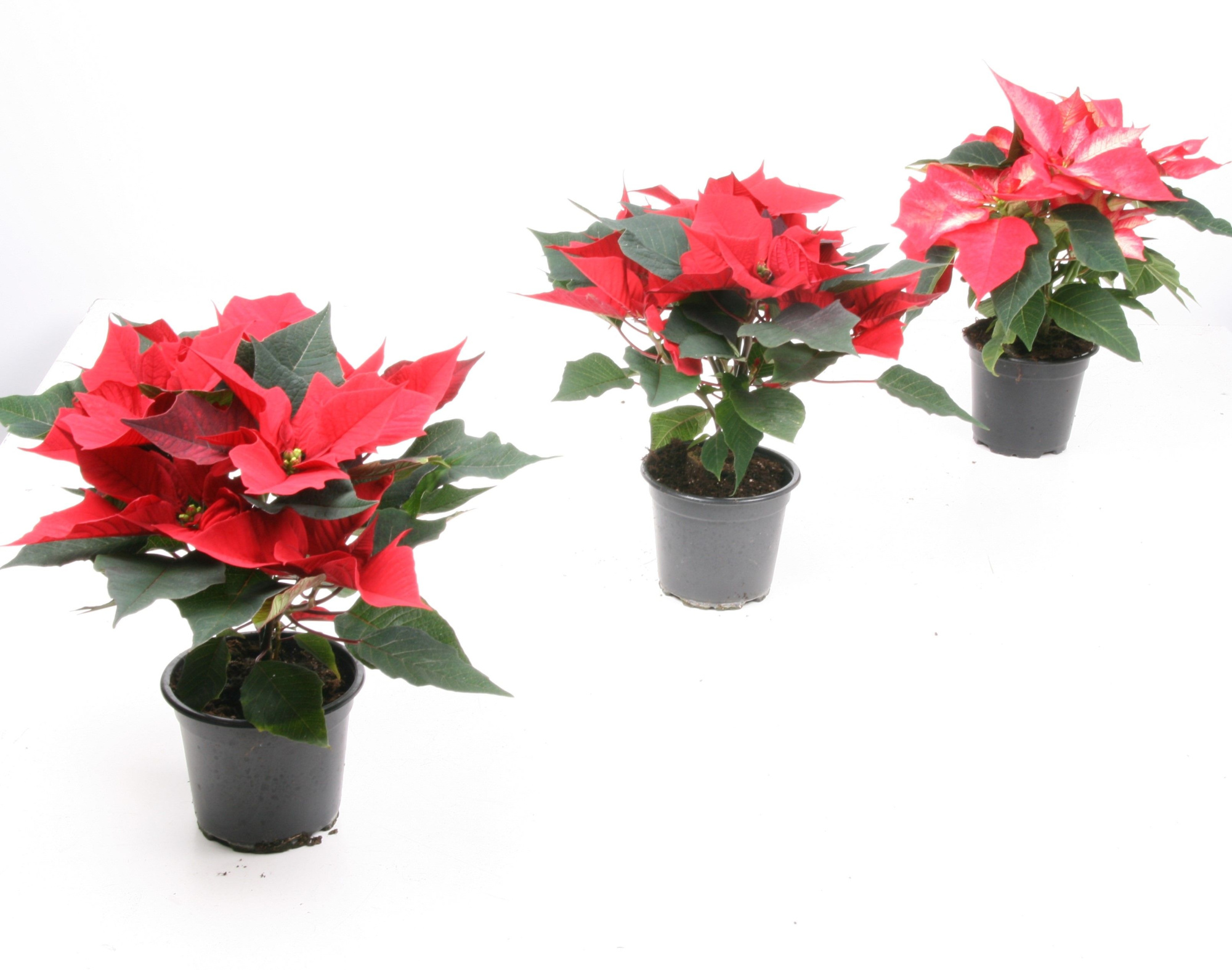 301 R : P10.5 cm Kerstroos, kerstster poinsettia 5 bloemen in hoes mix 80% rood en 20% andere (wit roze zalm marble Ice), D 10 cm