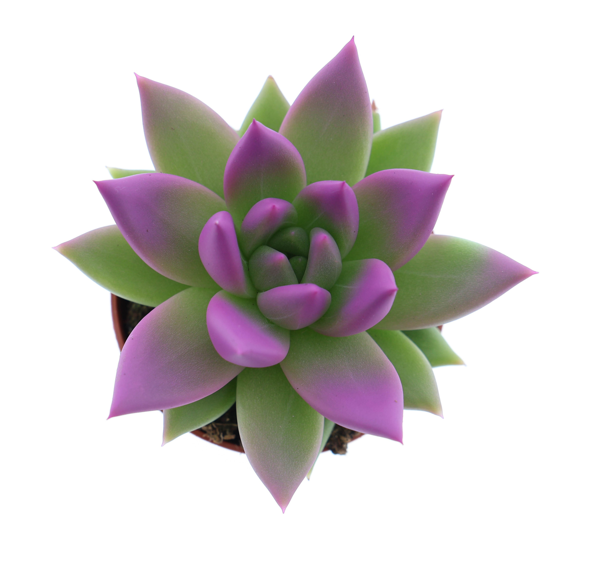 Miranda tips fuchsia, D 5,5 cm