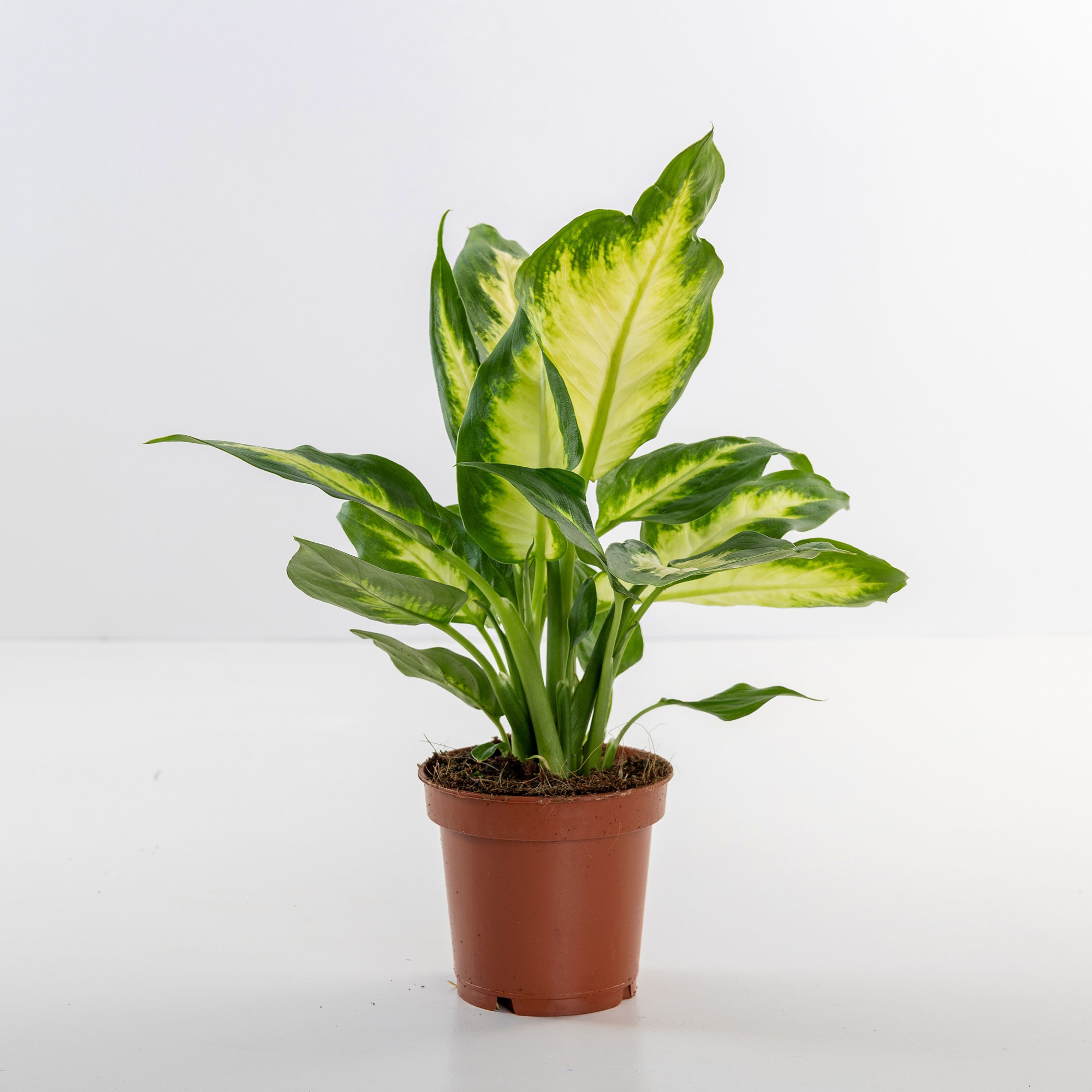 Dieffenbachia Camilla, D 10,5