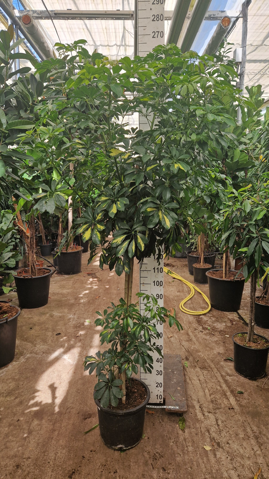 Schefflera Gold Capella stam, D 33 cm