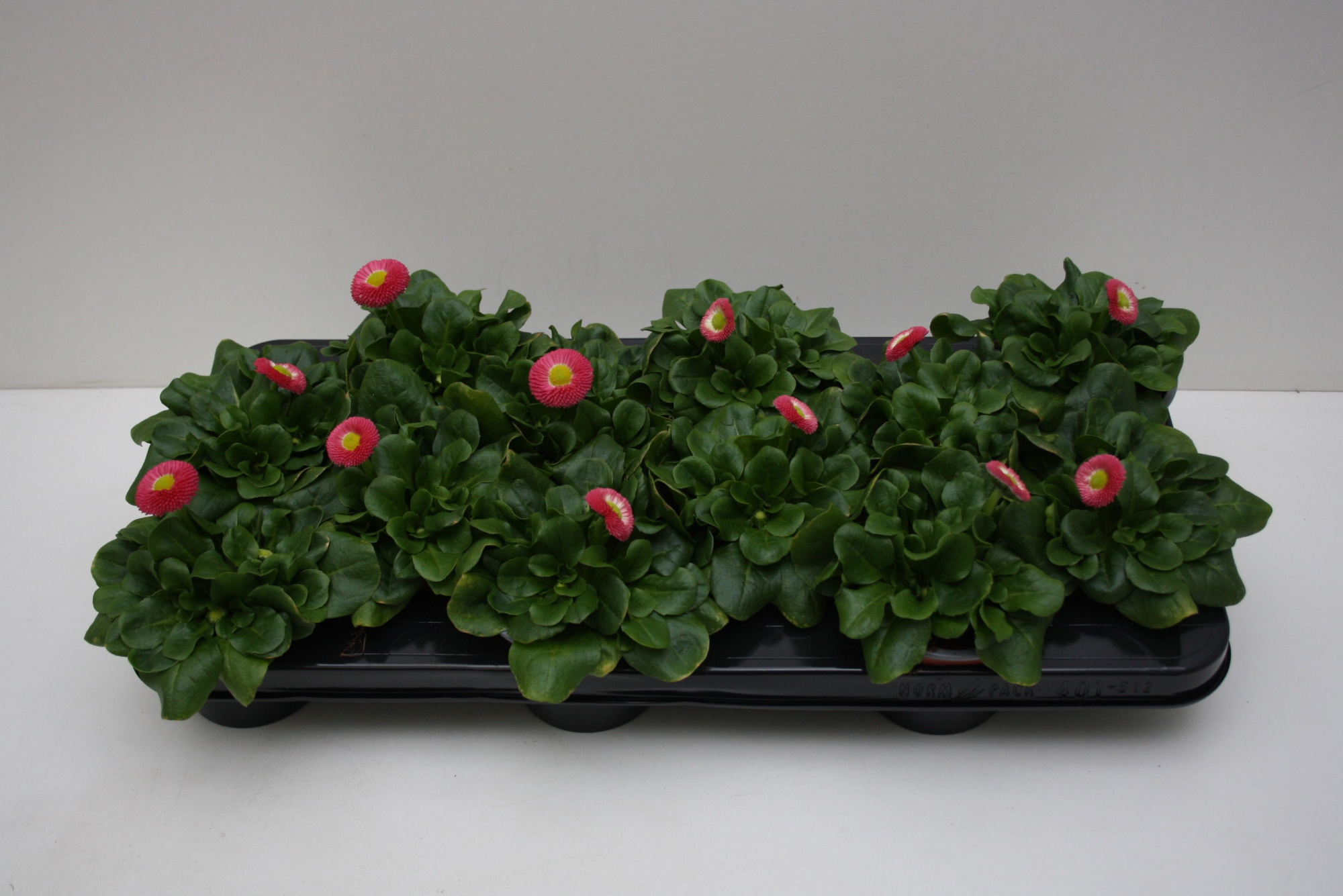 bellis Perennis Klein bloemig Roze, D 10,5